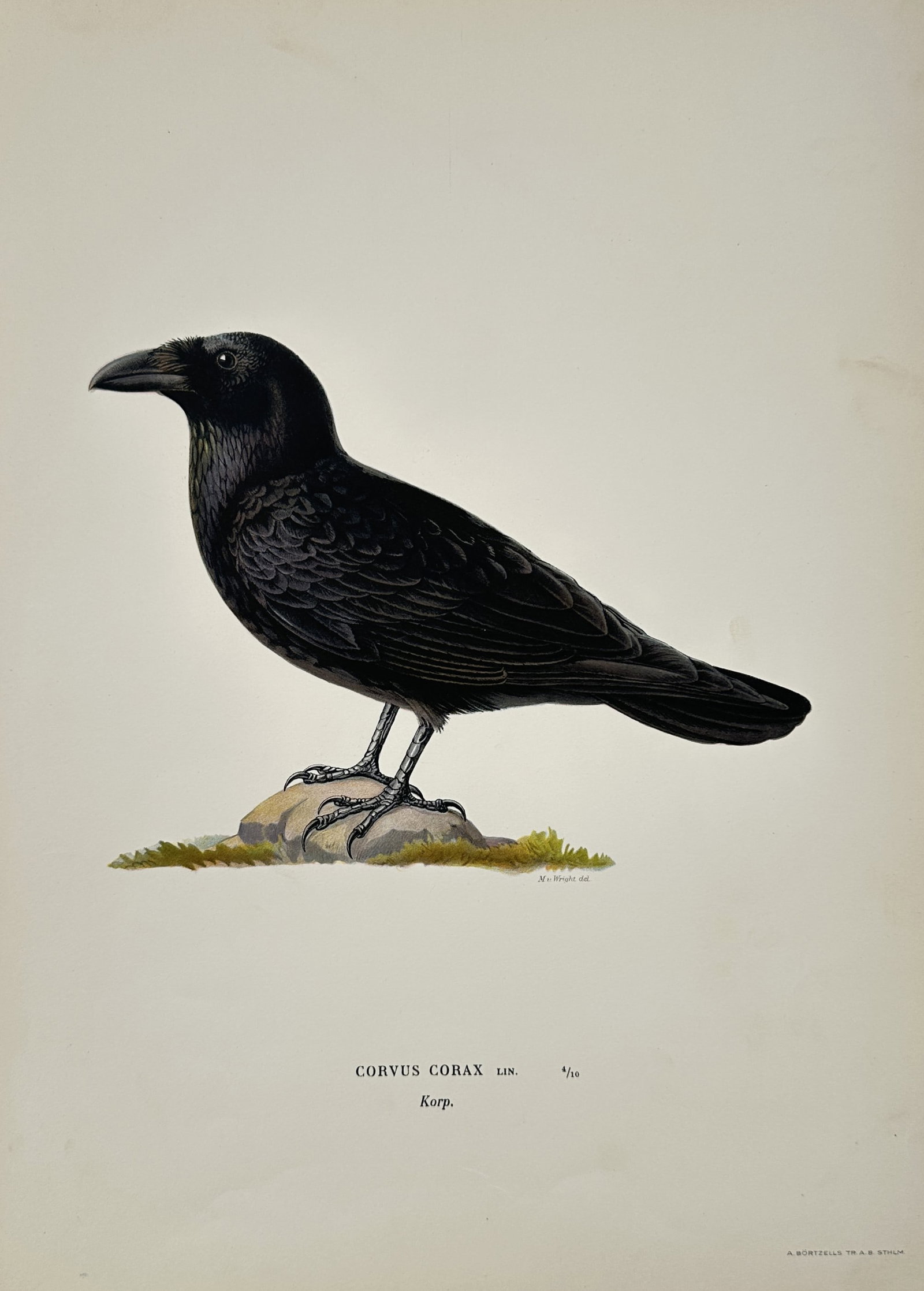 Wilhelm von Wright (1810–1887) – Common Raven – Hand-colored engraving (1920s): This print features a detailed ornithological study of a Common Raven (Corvus corax), identified by its scientific name and the Swedish name Korp. The bird is depicted in a characteristic hunched post