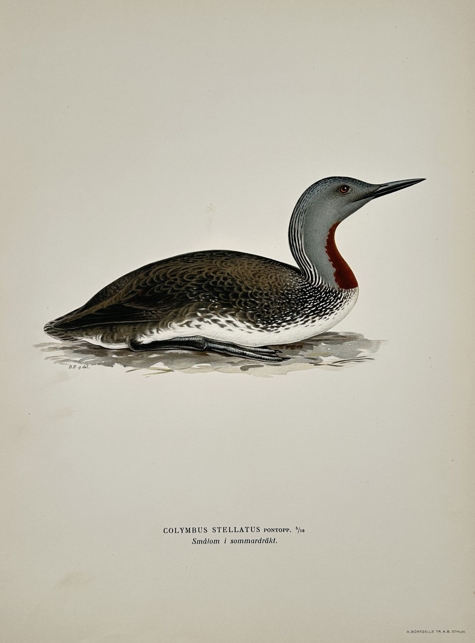 Wilhelm von Wright (1810–1887) – Red-throated Diver – Hand-colored engraving (1920s) (1 of 2)