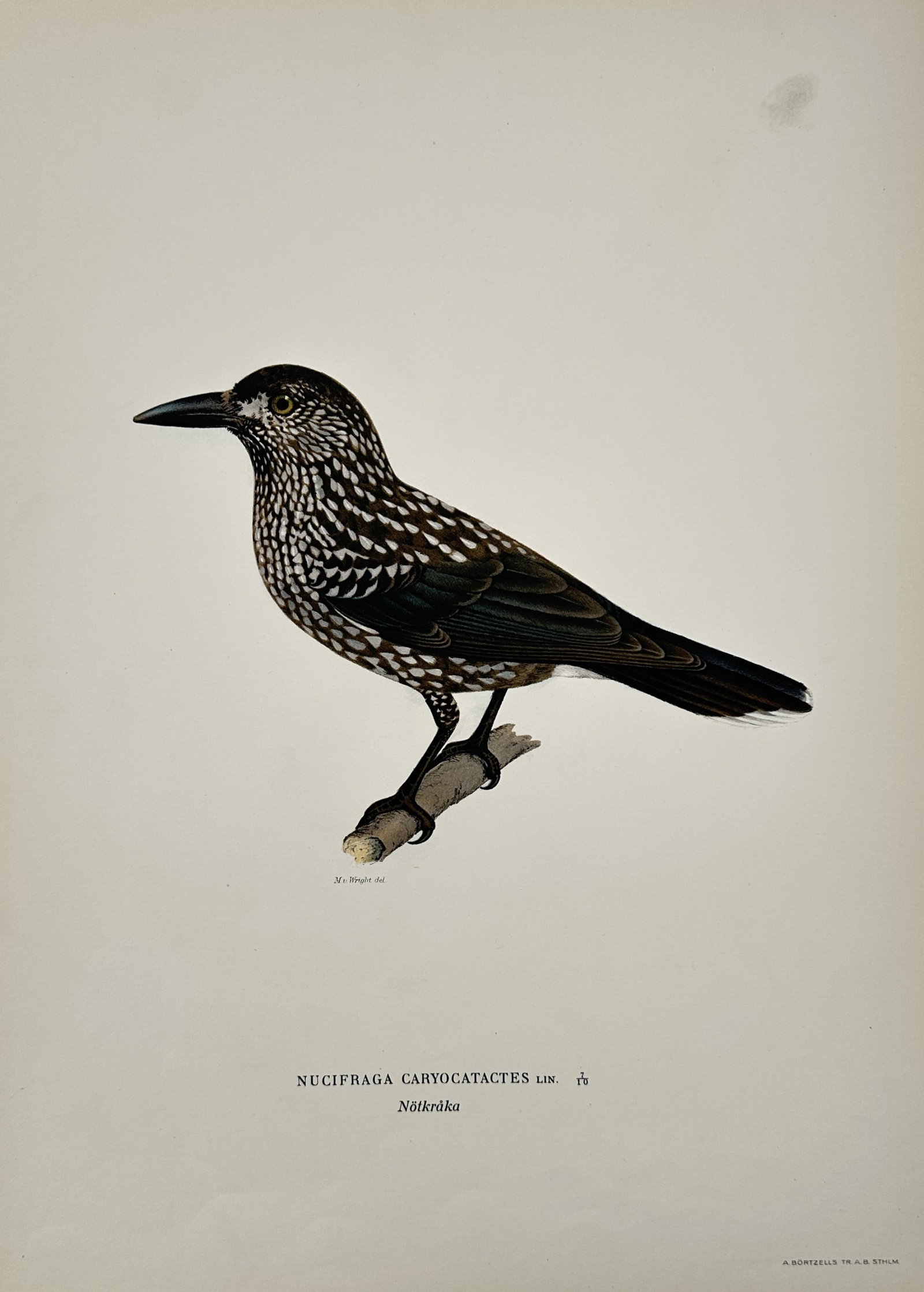 Wilhelm von Wright (1810–1887) – Spotted Nutcracker – Hand-colored engraving (1920s): This print features a detailed ornithological study of a Spotted Nutcracker (Nucifraga caryocatactes), identified by its scientific name and the Swedish name Nötkråka. The bird is depicted in an act
