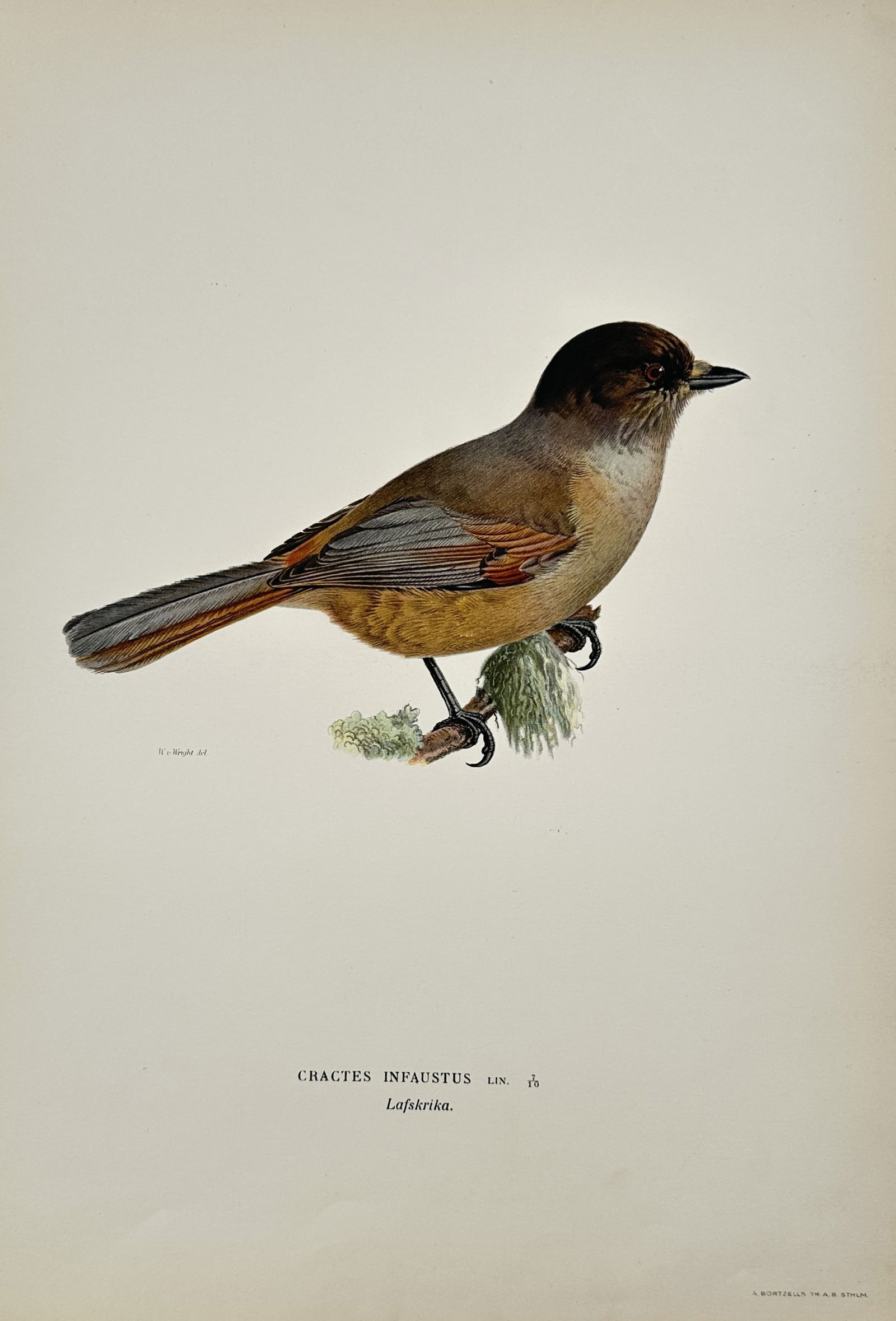 Wilhelm von Wright (1810–1887) – Siberian Jay – Hand-colored engraving (1920s) (1 of 2)