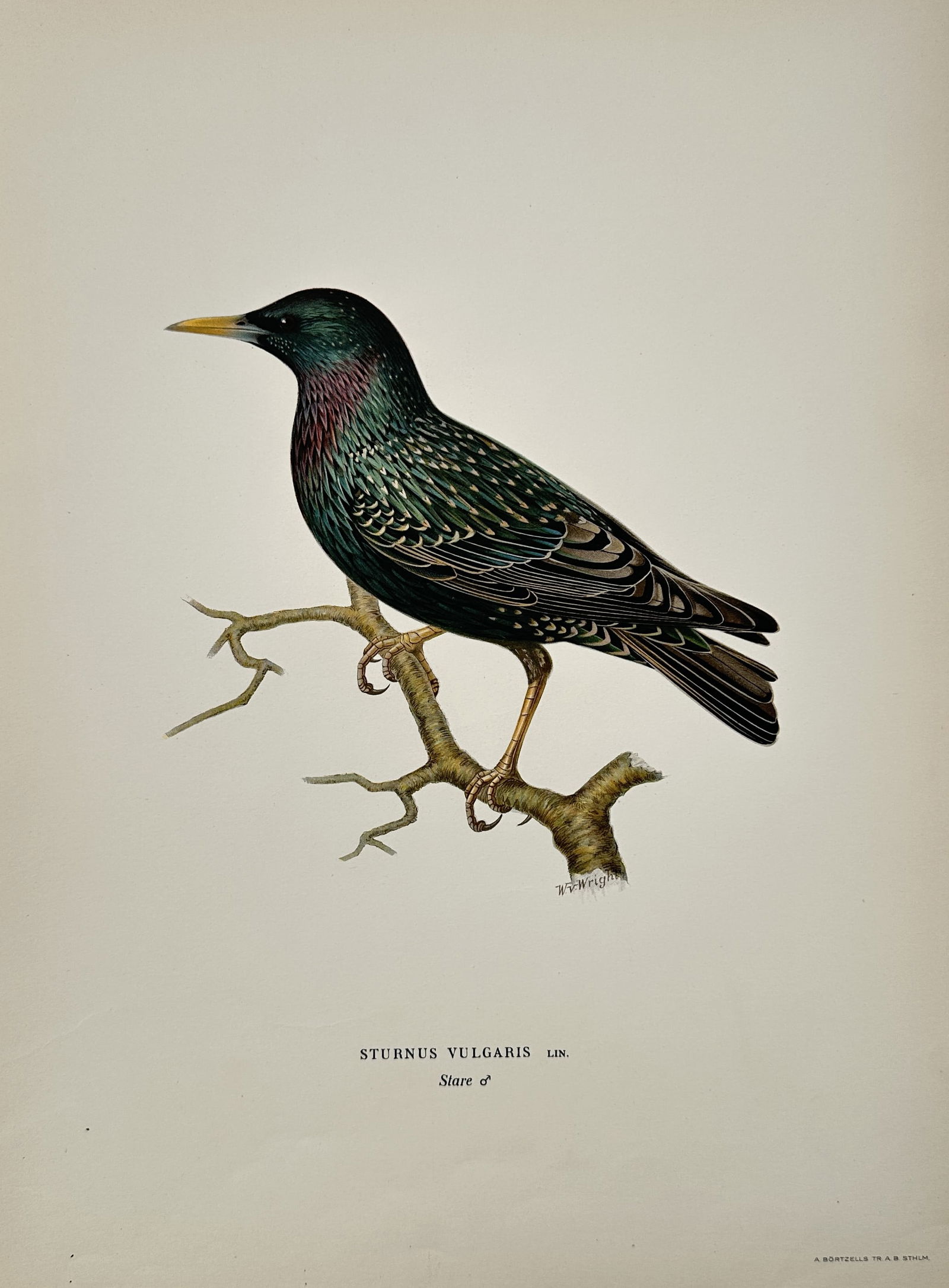 Wilhelm von Wright (1810–1887) – Common Starling – Hand-colored engraving (1920s) (1 of 2)
