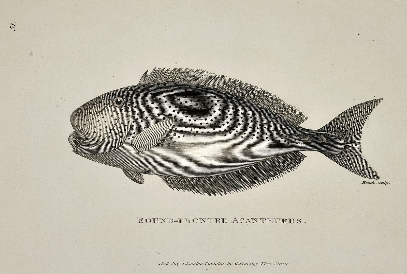 George Shaw (1751–1813) – Round-Fronted Acanthurus – Engraving (1803): This illustration depicts a Round-Fronted Acanthurus, a marine fish species also known as a surgeonfish, and was published as part of the natural history series General Zoology, or Systematic Natural