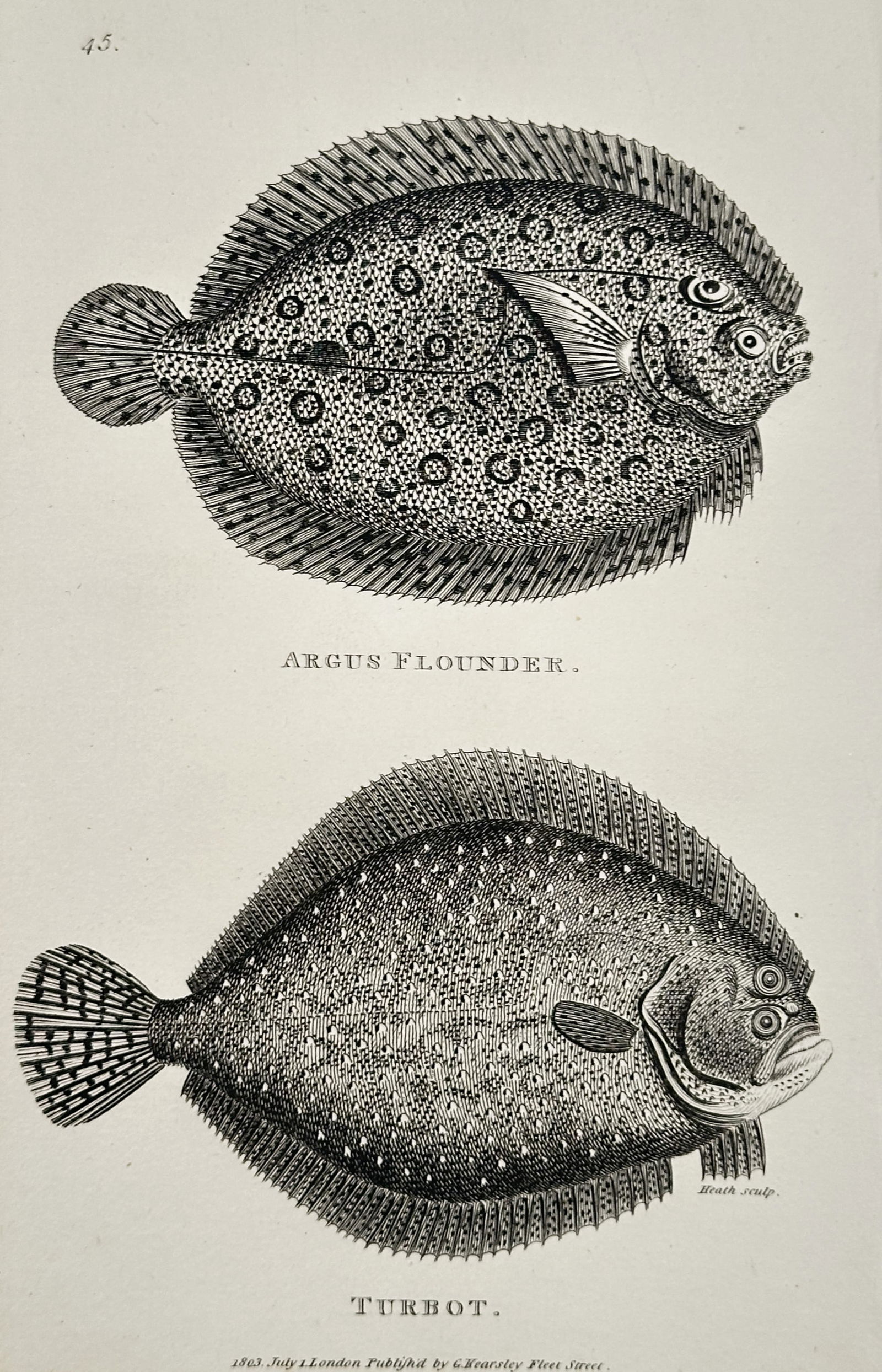 George Shaw (1751–1813) – Argus Flounder and Turbot – Engraving (1803): This illustration features two species of flatfish, the Argus Flounder and the Turbot, and was published in the natural history series General Zoology, or Systematic Natural History. George Shaw was a