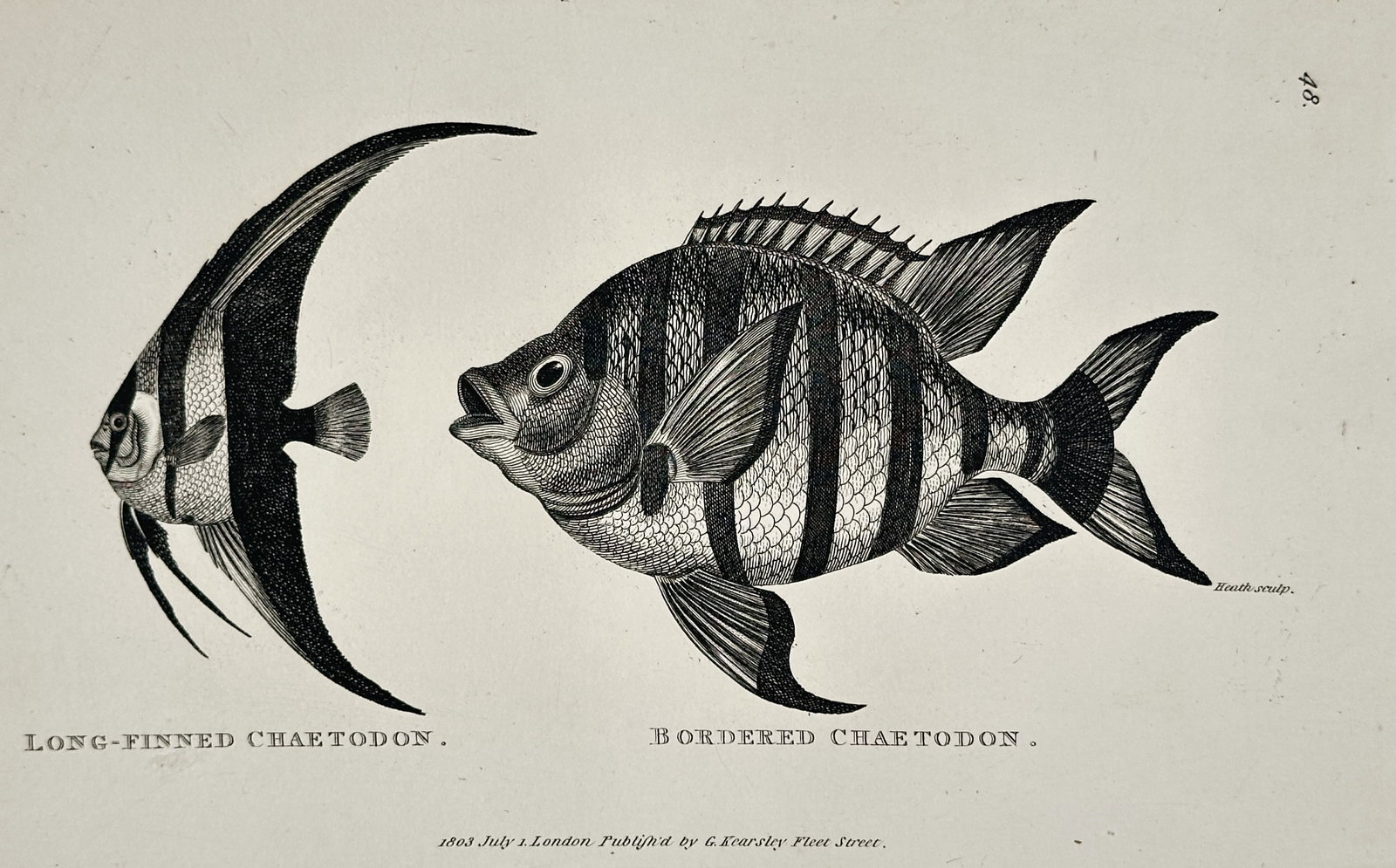 George Shaw (1751–1813) – Bordered Chaetodon and Long-Finned Chaetodon – Engraving (1 of 1)