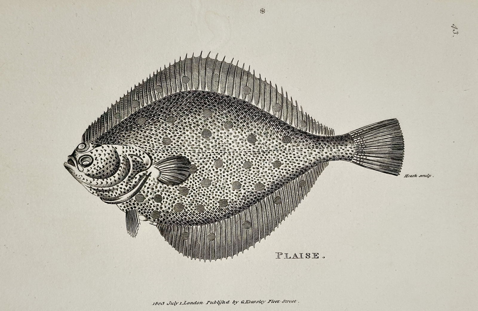 George Shaw (1751–1813) – Plaise – Engraving (1803): This illustration depicts a Plaise, a species of flatfish known for its distinct spotted pattern, and was published as part of the natural history series General Zoology, or Systematic Natural History