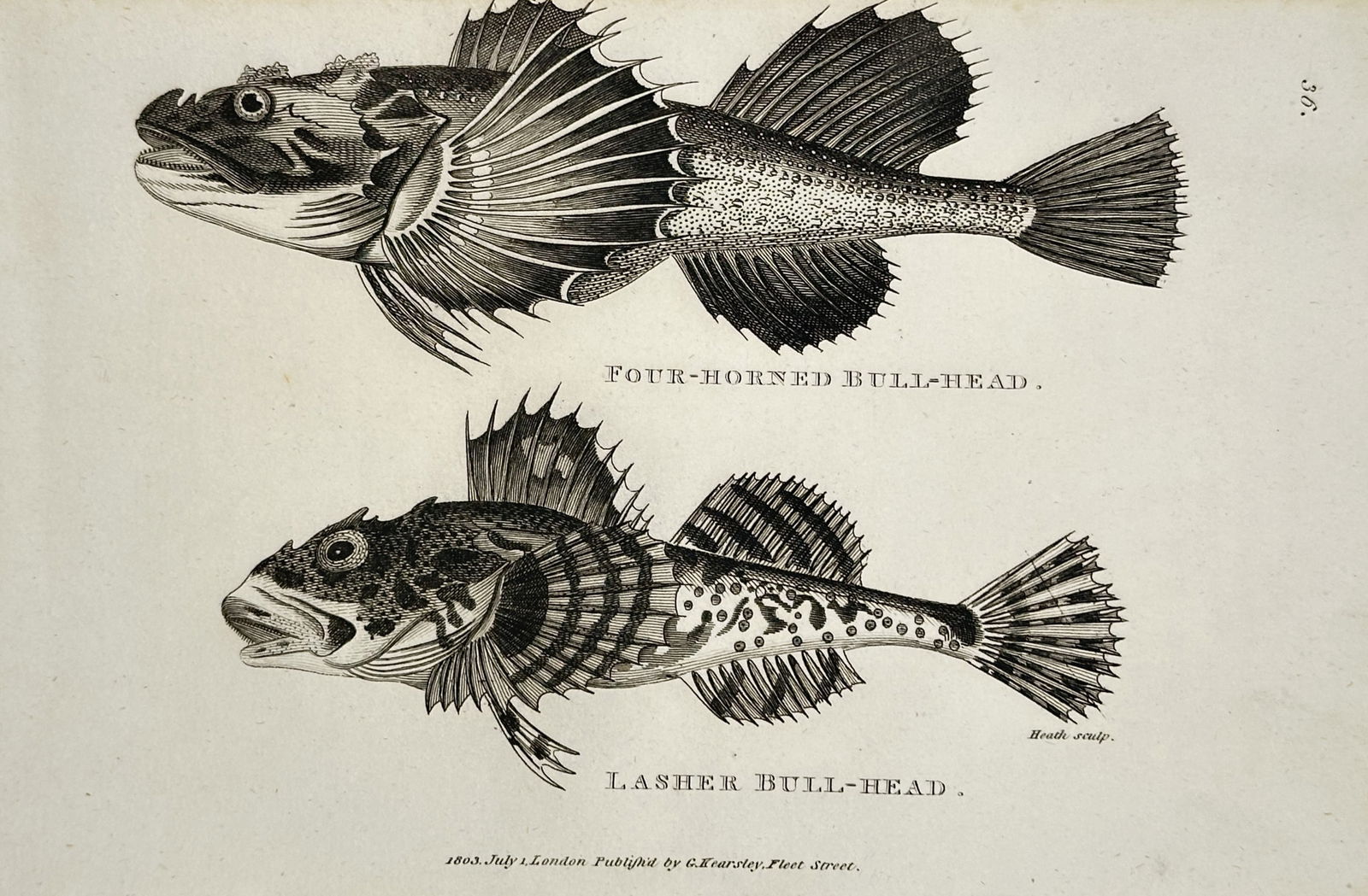 George Shaw (1751–1813) – Lasher Bull-Head and Four-Horned Bull-Head – Engraving (1803): This illustration features two species of marine fish, the Lasher Bull-Head and the Four-Horned Bull-Head, and was published in the natural history series General Zoology, or Systematic Natural Histor