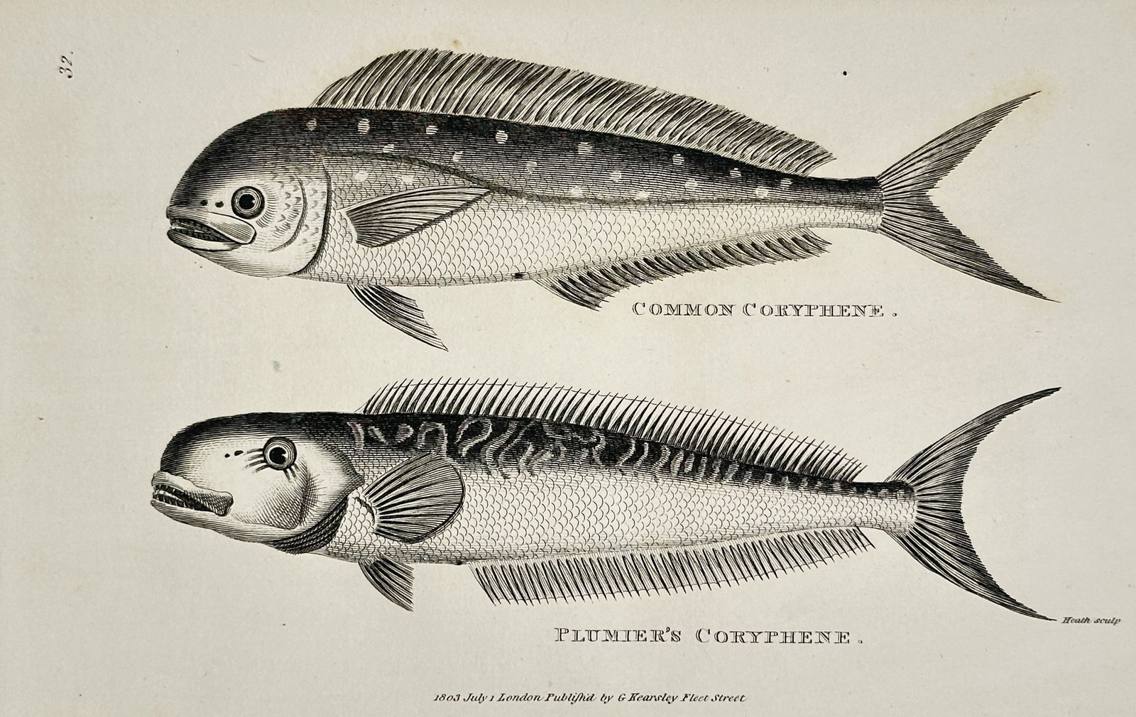 George Shaw (1751–1813) – Plumier's Coryphene and Common Coryphene – Engraving (1803): This illustration depicts two species of marine fish, Plumier's Coryphene and the Common Coryphene, known for their elongated bodies and long dorsal fins. It was published as part of the extensive nat