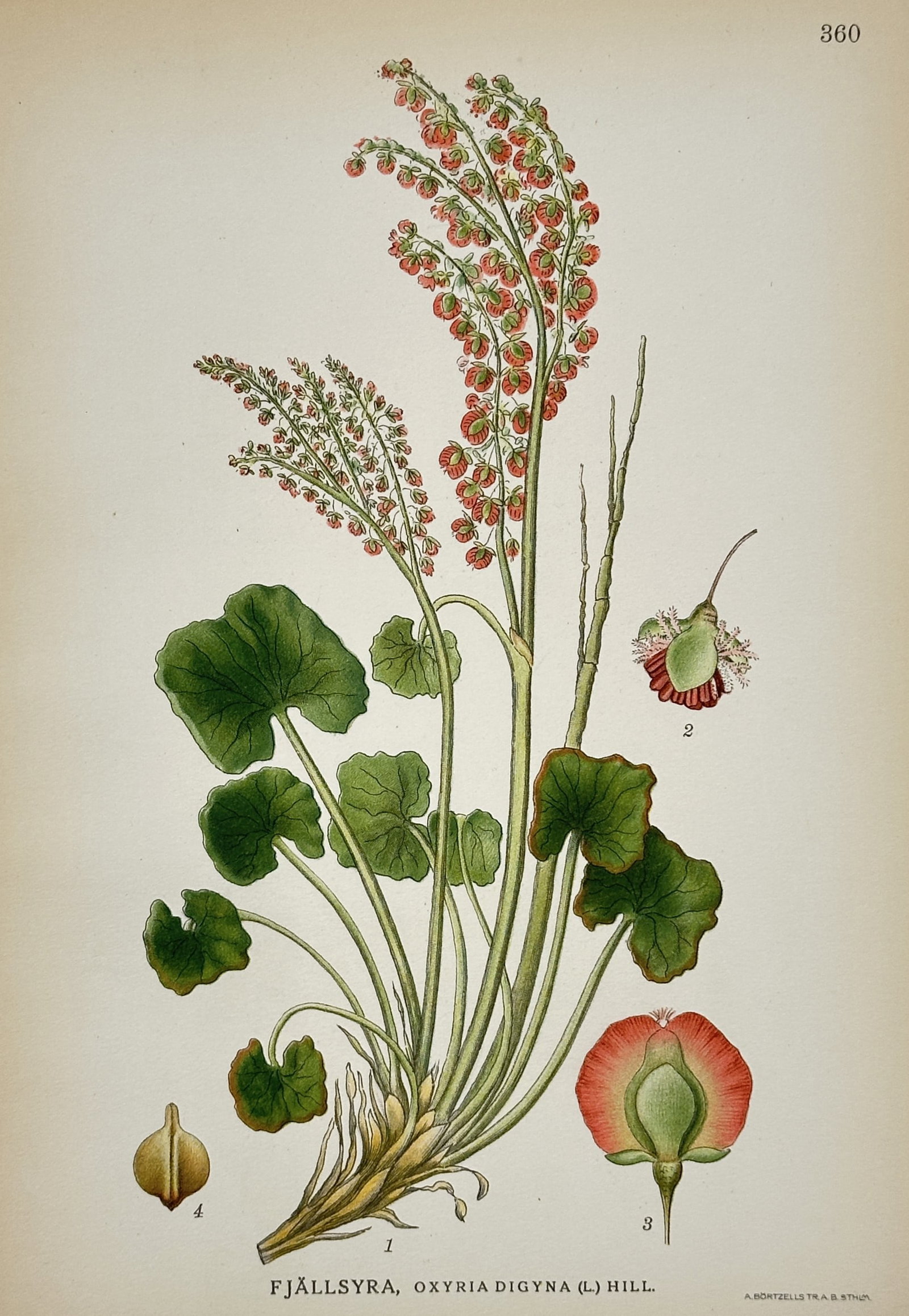 Carl Axel Magnus Lindman (1856–1928) – Mountain Sorrel – Hand-colored engraving: This illustration features a botanical study of the mountain sorrel plant, depicting its long reddish stems, rounded kidney-shaped leaves, and dense clusters of small reddish flowers alongside detaile
