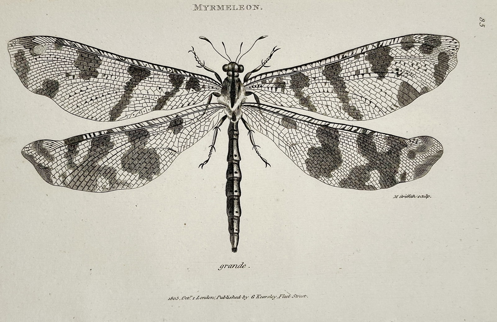 George Shaw (1751–1813) – Myrmeleon grande – Engraving (1805) (1 of 2)