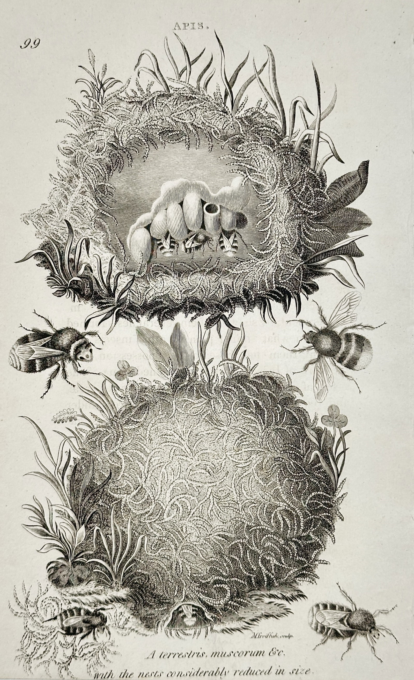 George Shaw (1751–1813) – Common Earth Bee and Moss Bee – Engraving (1805): This engraving features a scientific study of bees and their nesting habits, specifically depicting the nests of the common earth bee and the moss bee alongside individual renderings of the insects. T