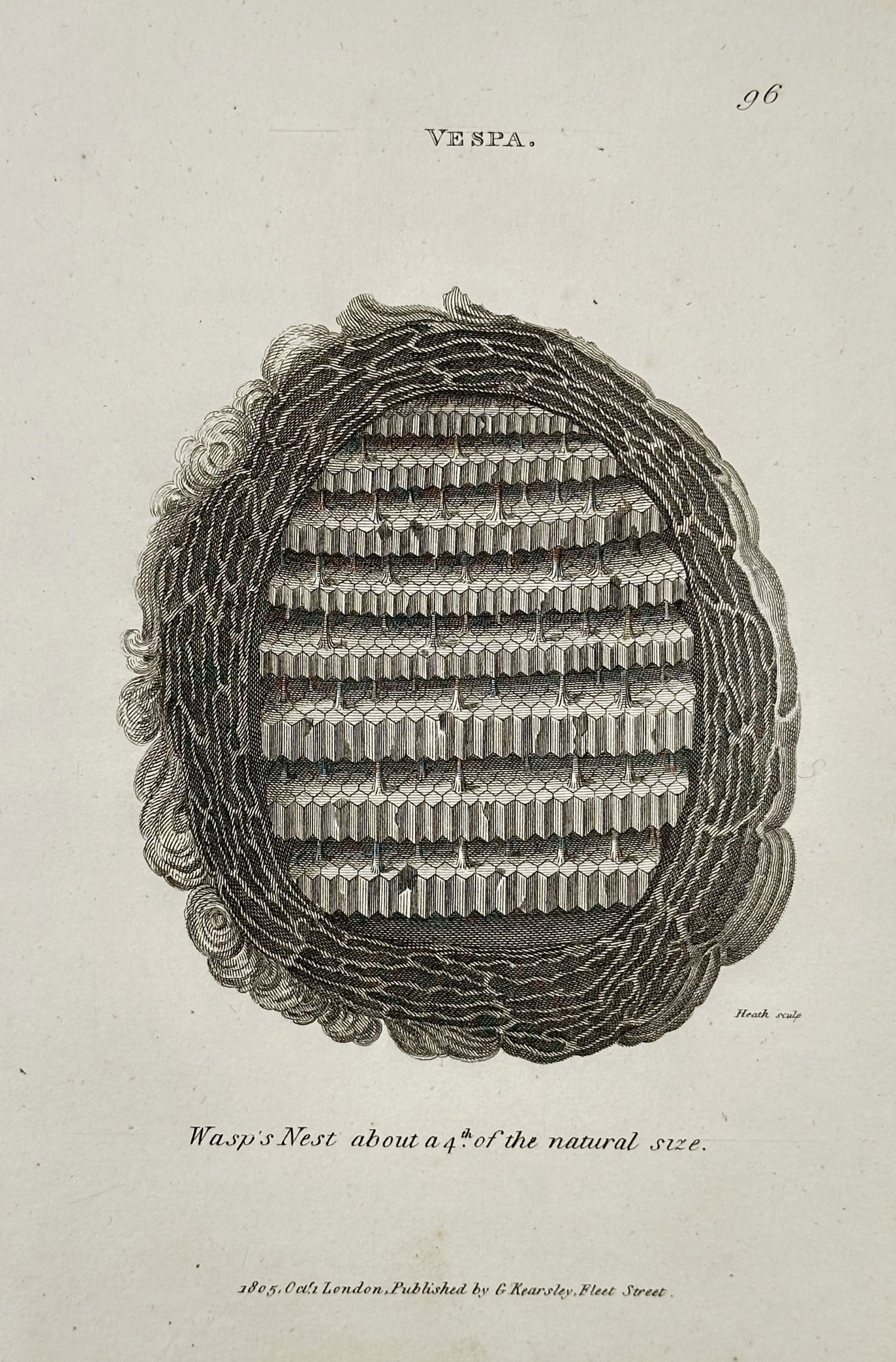 George Shaw (1751–1813) – Wasp Nest – Engraving (1805): This engraving features a scientific study of a wasp nest, presented in a cross-section to illustrate the internal hexagonal comb structure and the layered outer protective casing. The work specifies