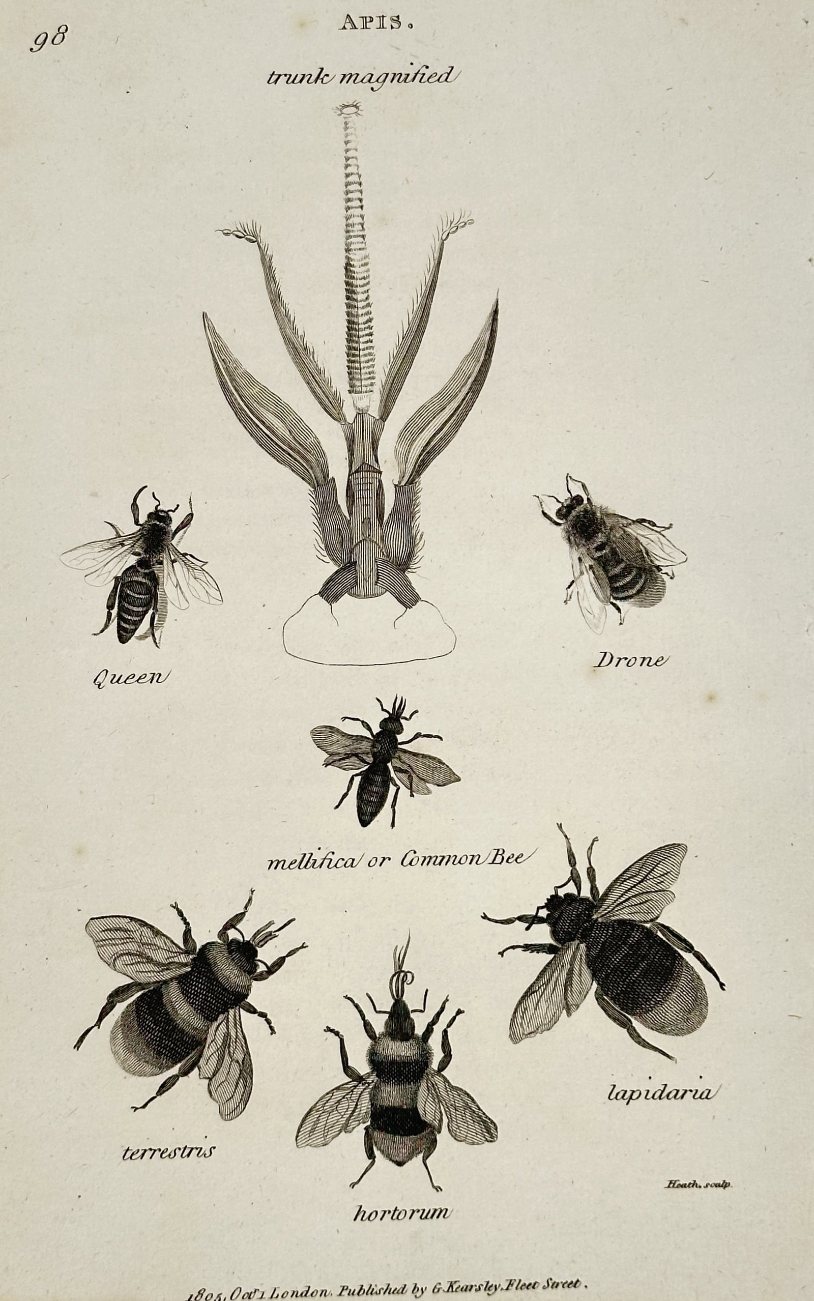 George Shaw (1751–1813) – Apis – Engraving (1805): This engraving features a scientific study of bees in the genus Apis, depicting the various roles within a hive including the drone, queen, and common bee alongside species such as lapidaria, hortorum