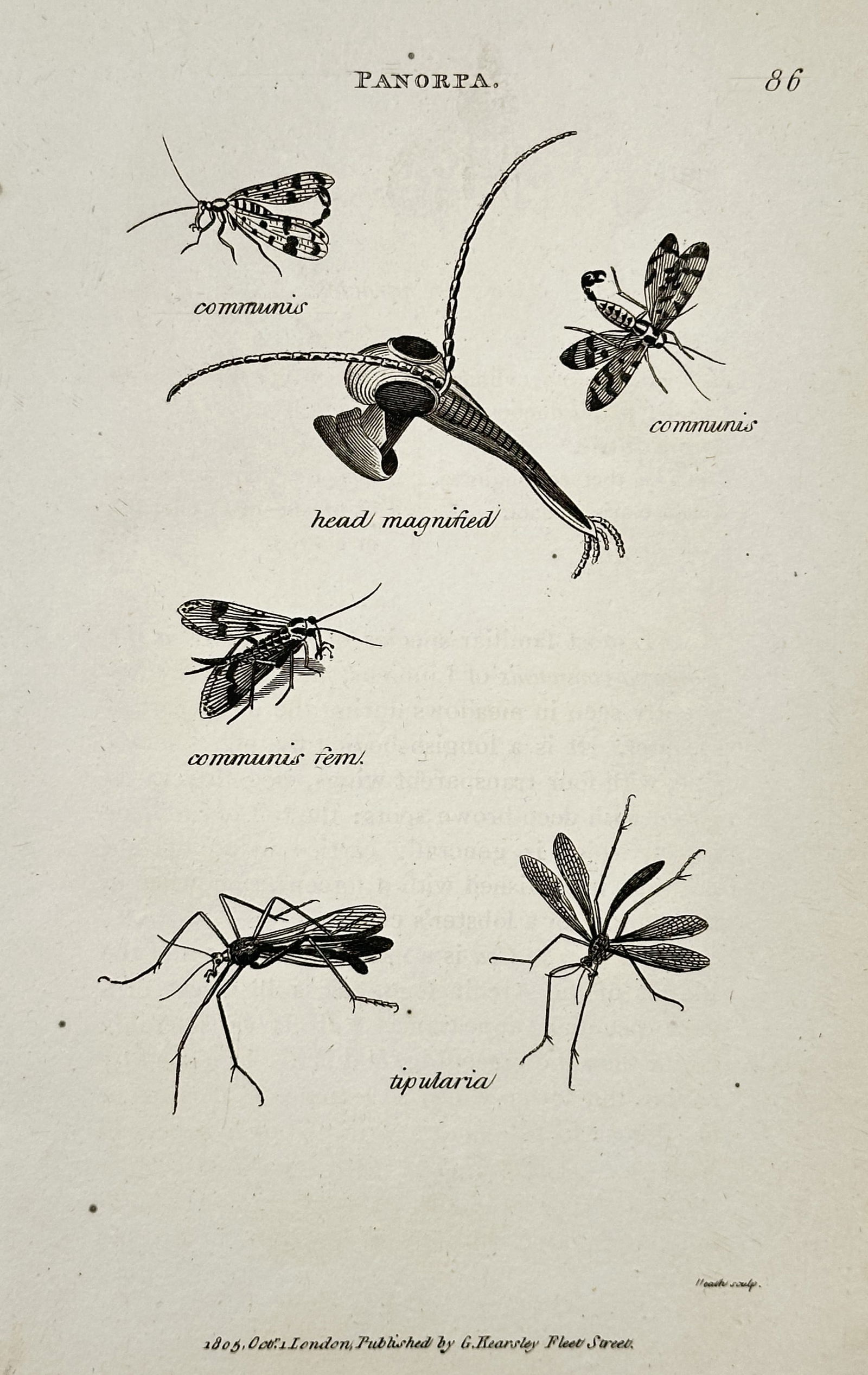 George Shaw (1751–1813) – Panorpa – Engraving (1805): This engraving features a scientific study of scorpionflies in the genus Panorpa, depicting the species communis and tipularia. The work includes detailed renderings of both male and female adult inse