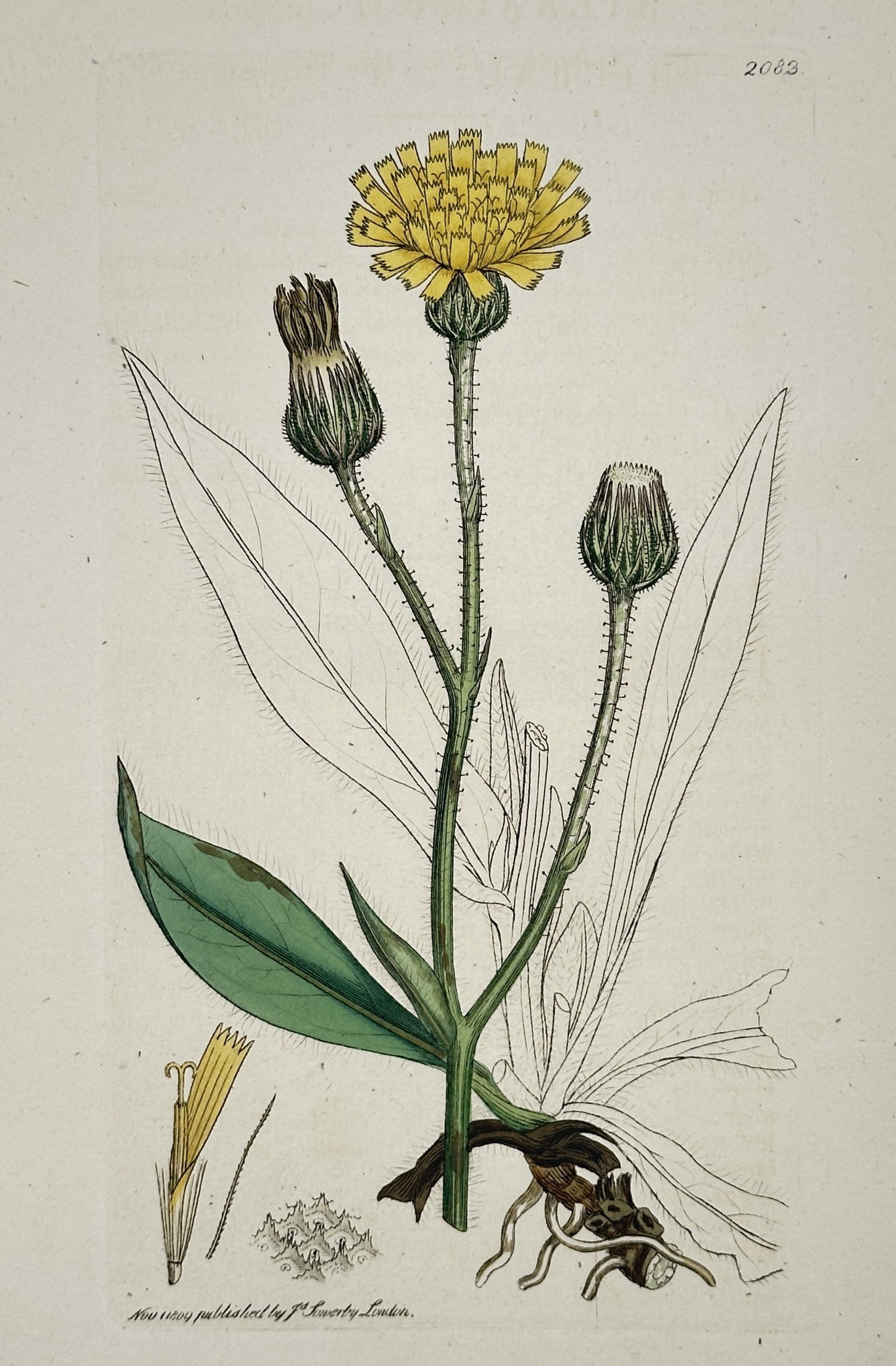 James Sowerby (1757–1822) – Narrow-leaved Hawkweed – Etching (1811): This botanical print features a detailed scientific study of the narrow-leaved hawkweed plant, showing its yellow composite flowers in various stages of bloom and its long, slender foliage. The work i