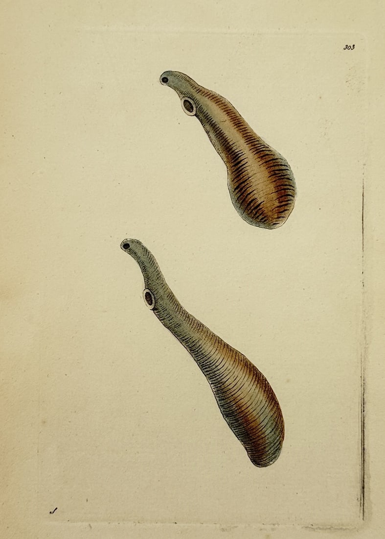 Frederick Polydore Nodder – Study of Leech Specimens – Hirudo – Hand-coloured Engraving (1 of 2)