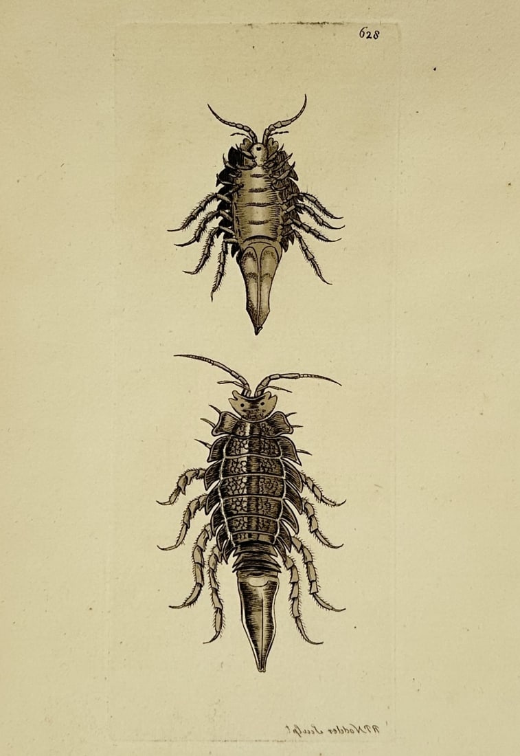 Frederick Polydore Nodder – Studies of Marine Isopods – Cymothoa – Engraving (1805) (1 of 2)