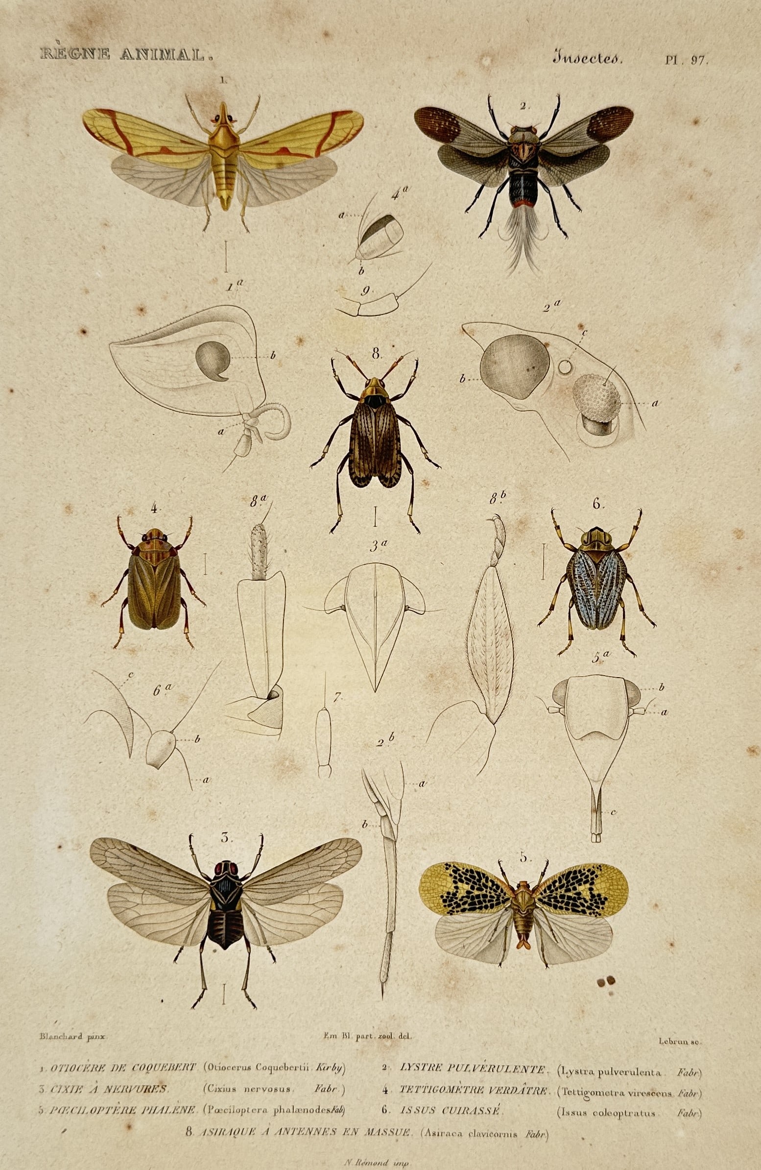 Georges Cuvier – Studies of Hemiptera and Fulgoridae Insects – Issus and Tettigometra (1 of 2)