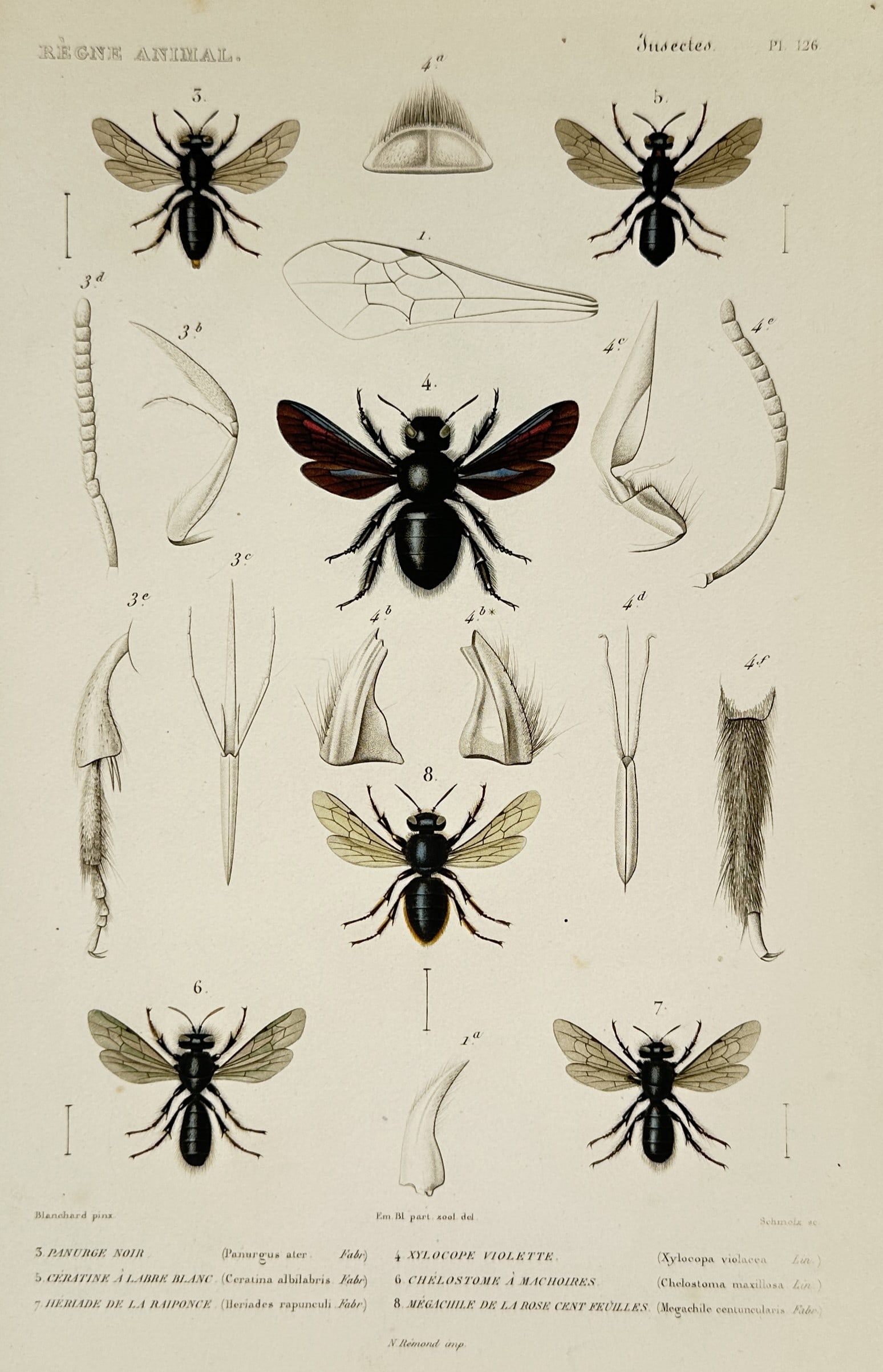 Georges Cuvier – Studies of Hymenoptera Insects – Xylocopa and Megachile – Hand-coloured (1 of 2)
