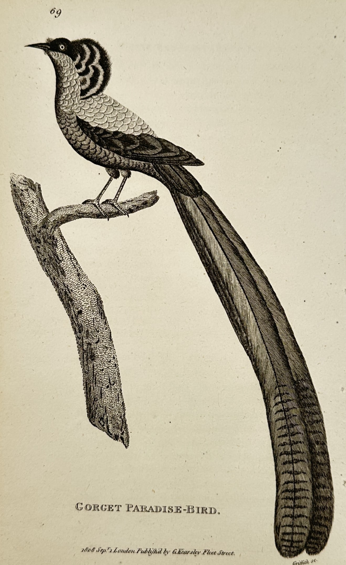 George Shaw (1751–1813) – Portrait of a Gorget Paradise-bird – Engraving (1800–1819) (1 of 2)