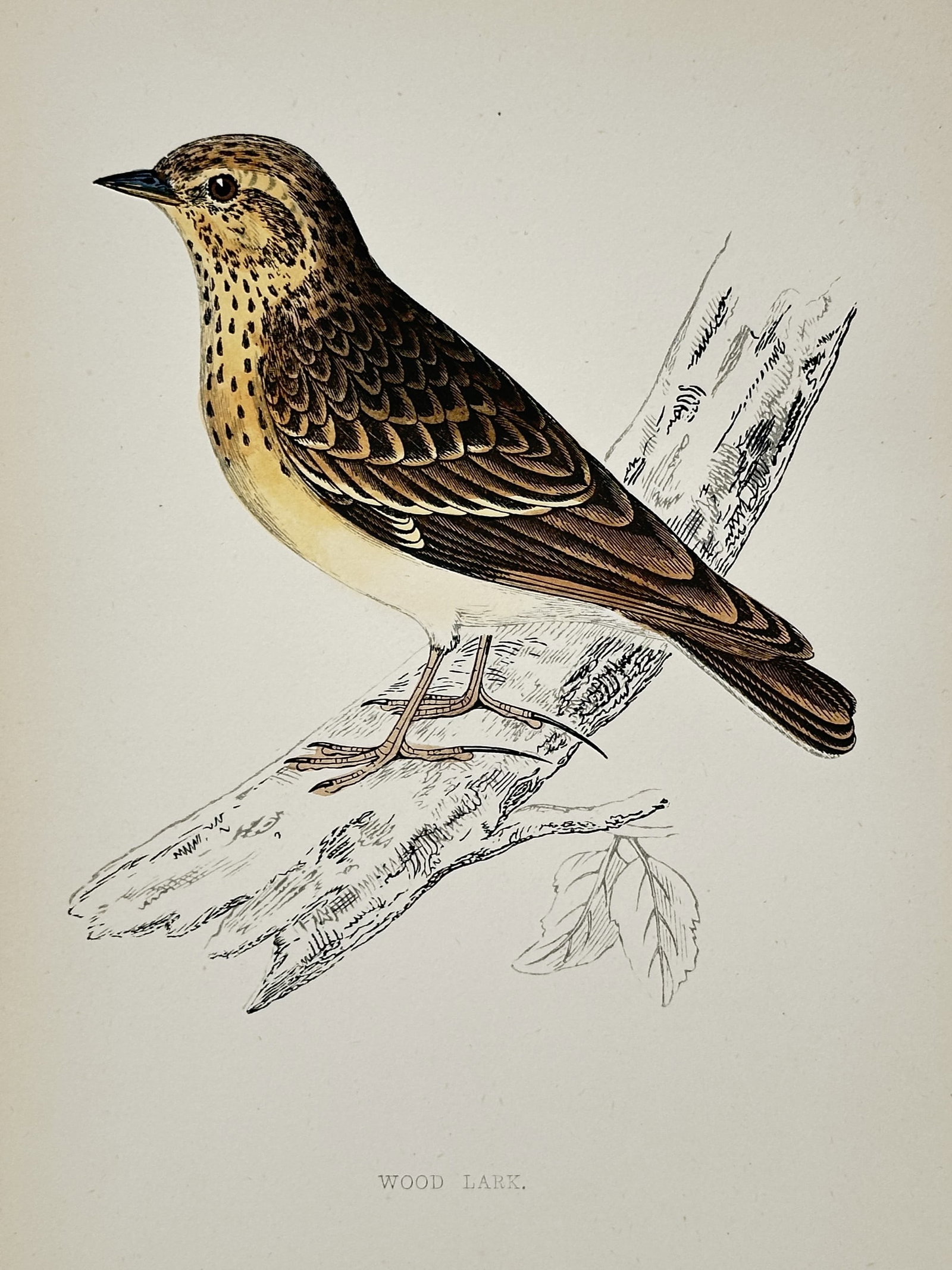 Francis Orpen Morris – Portrait of a Wood Lark – Hand-coloured Engraving (1850–1857) (1 of 2)