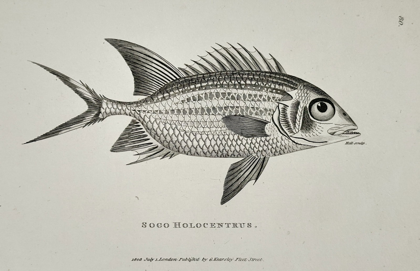 George Shaw (1751–1813) – Portrait of a Sogo Holocentrus – Engraving (1803) (1 of 2)