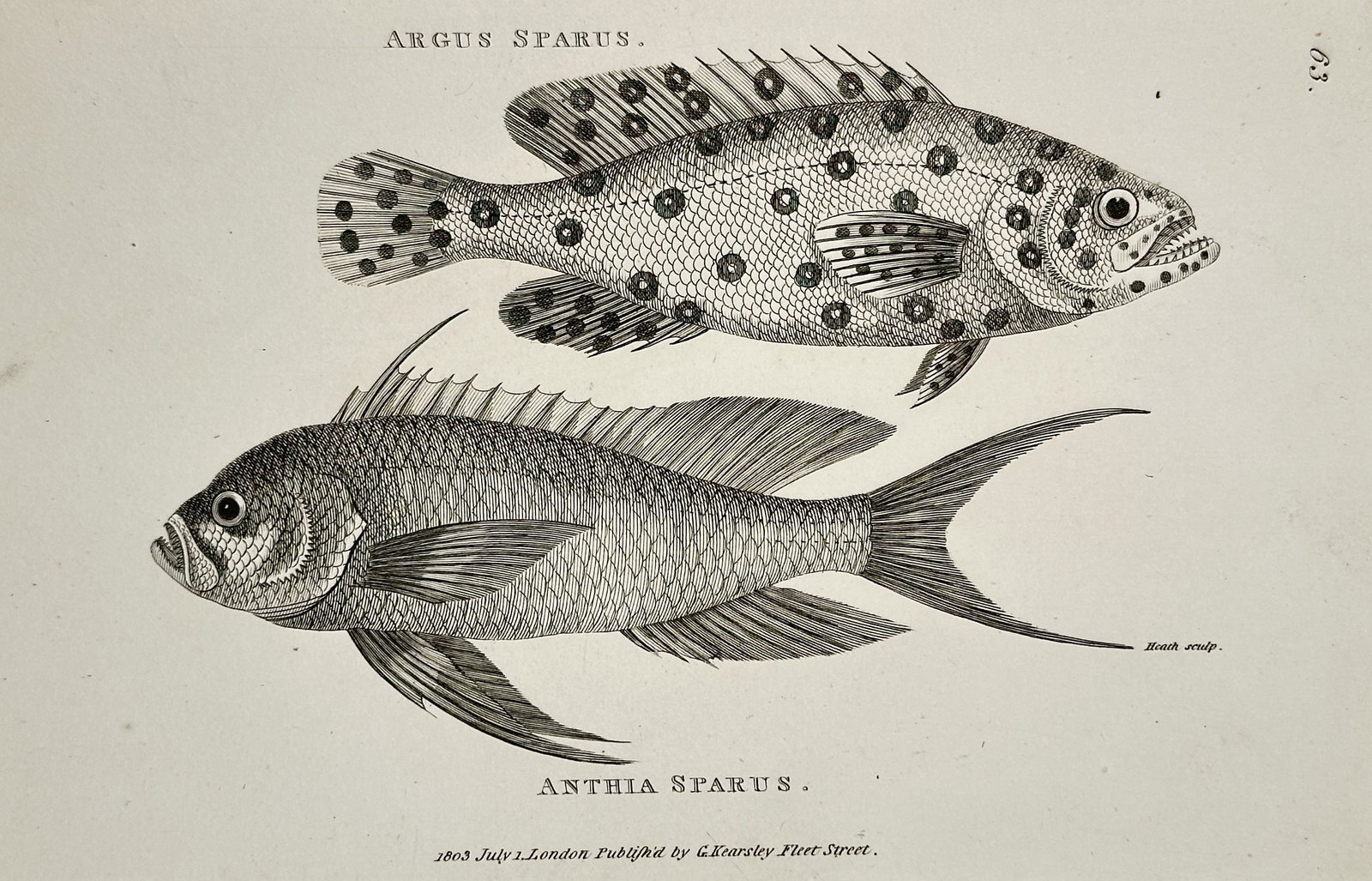 George Shaw (1751–1813) – Portrait of an Anthia Sparus and an Argus Sparus – Engraving: Anthia Sparus. Argus Sparus. illustrates two fish in profile, with the Anthia Sparus positioned above the Argus Sparus. The Anthia Sparus features elongated dorsal and caudal fin rays, while the Argus
