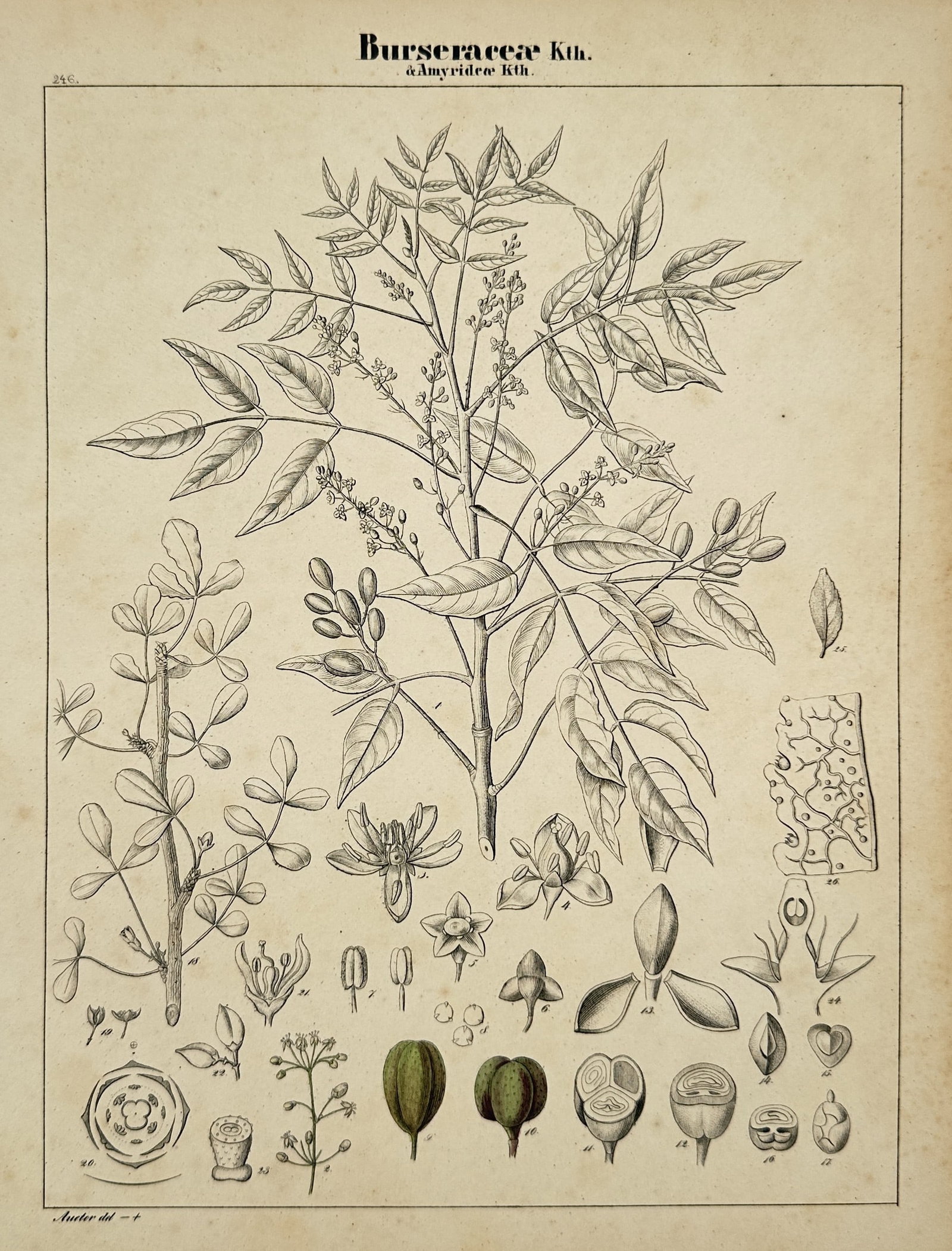Adalbert Schnizlein (1814–1868) – Botanical Study of Burseraceae and Amyrideae (1 of 2)