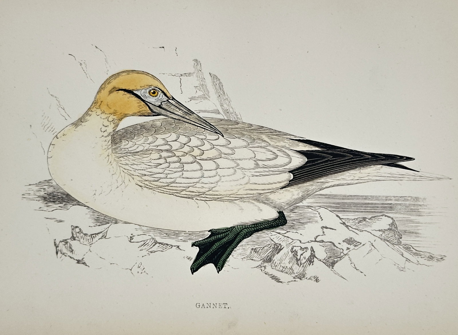 Francis Orpen Morris (1810–1893) – Gannet – Hand-coloured engraving (1851–1857) (1 of 2)
