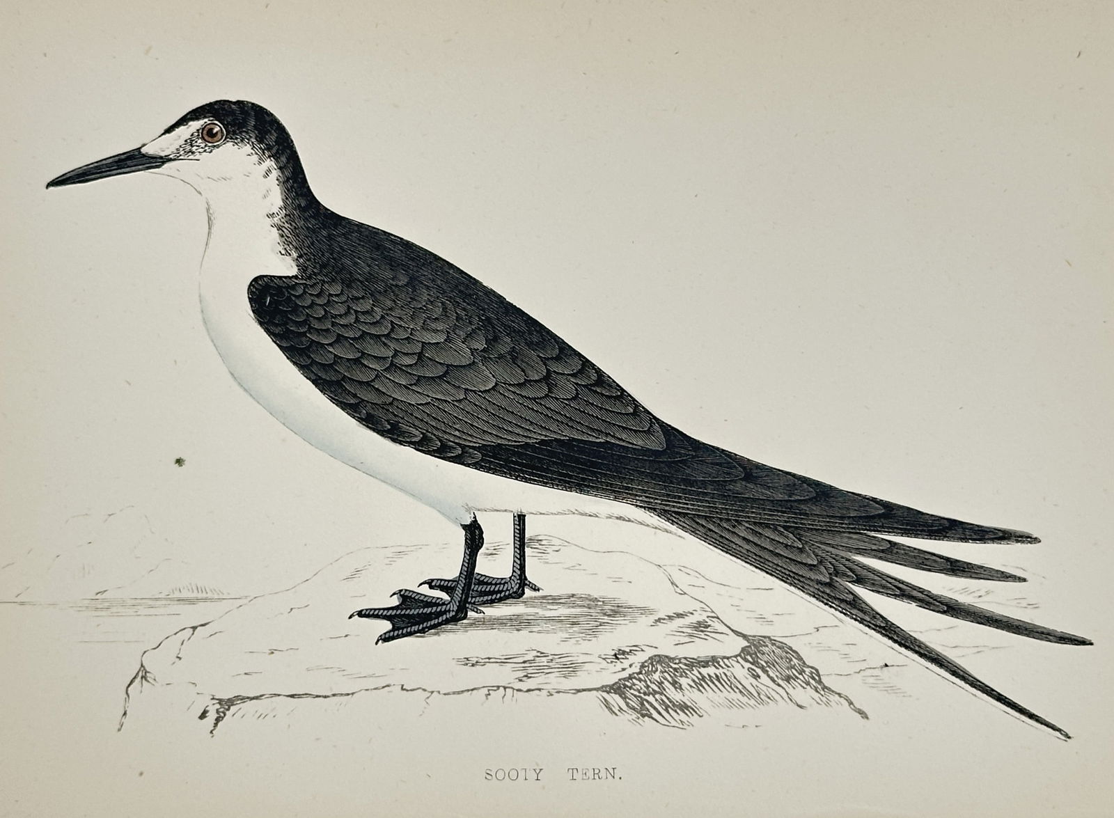 Francis Orpen Morris (1810–1893) – Sooty Tern – Hand-coloured engraving (1851–1857) (1 of 2)