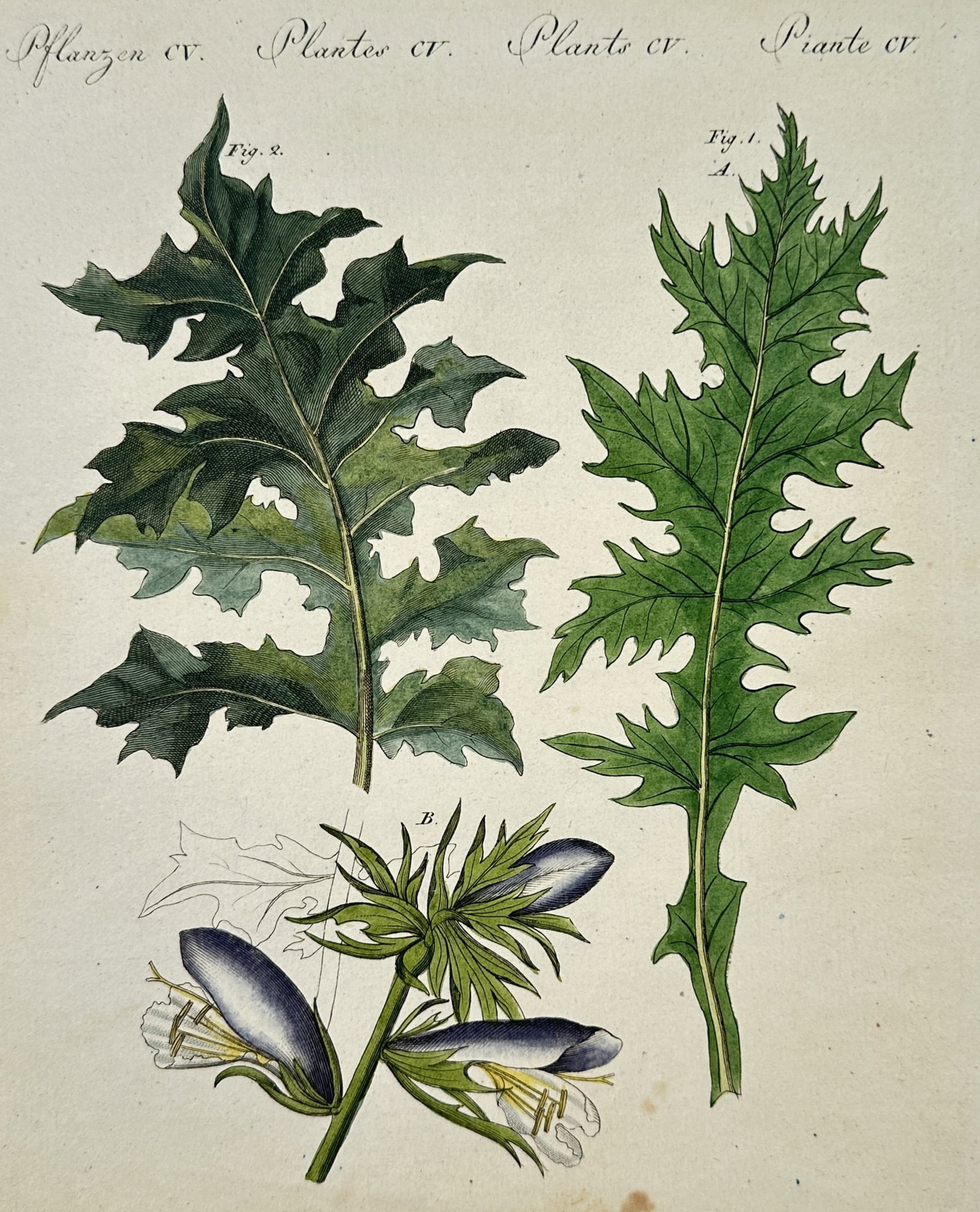 Friedrich Justin Bertuch (1747–1822) – Acanthus and Thistle Foliage – Hand-coloured engraving (1 of 2)
