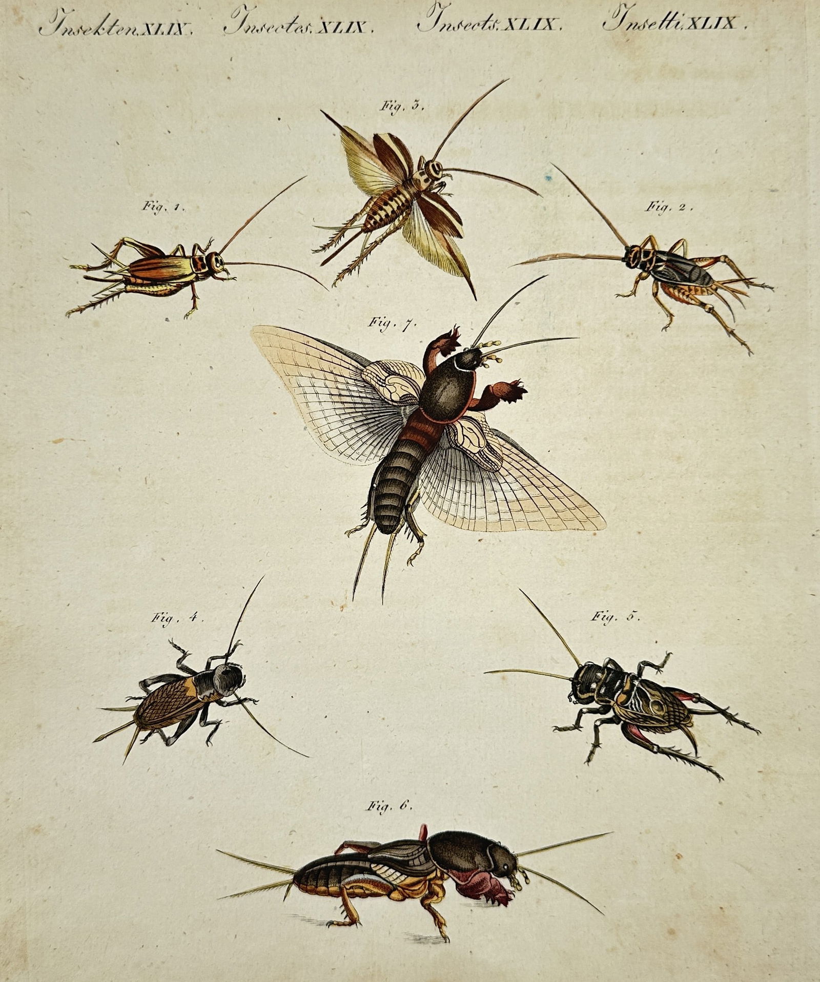 Friedrich Justin Bertuch (1747–1822) – Various Species of Crickets and Grasshoppers (1 of 2)