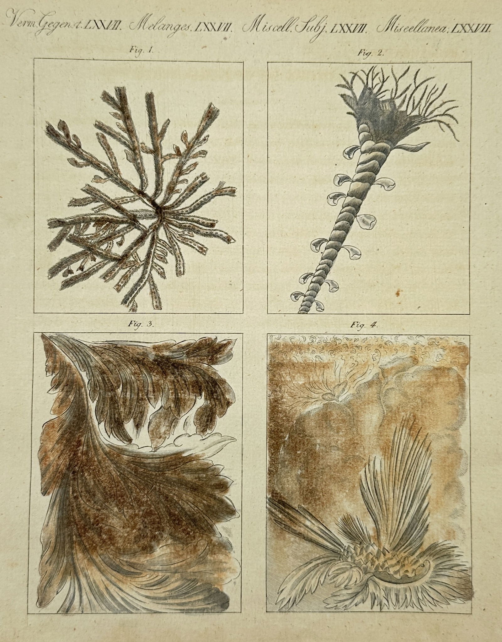 Friedrich Justin Bertuch (1747–1822) – Studies of Marine Flora and Decorative Foliage (1 of 2)