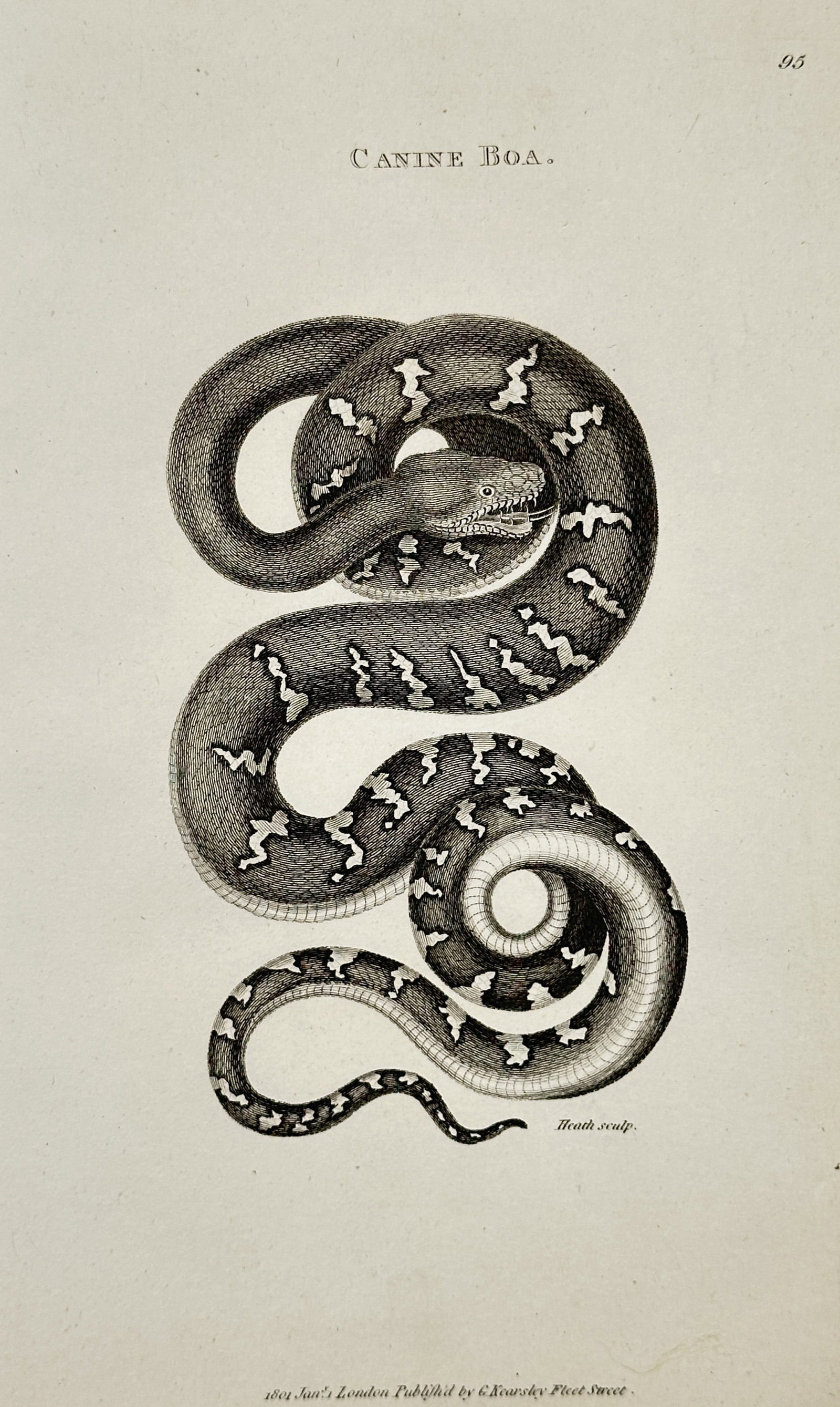 George Shaw (1751-1813) – Canine Boa – Engraving (1801): "Canine Boa". This engraving depicts a Canine Boa (Corallus caninus) in a serpentine coil, highlighting the distinctive white zig-zag markings against its scales and its specialized head shape. The pr