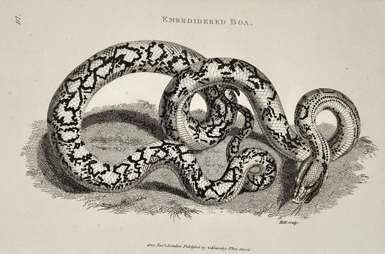 George Shaw (1751-1813) – Embroidered Boa – Engraving (1801) (1 of 2)