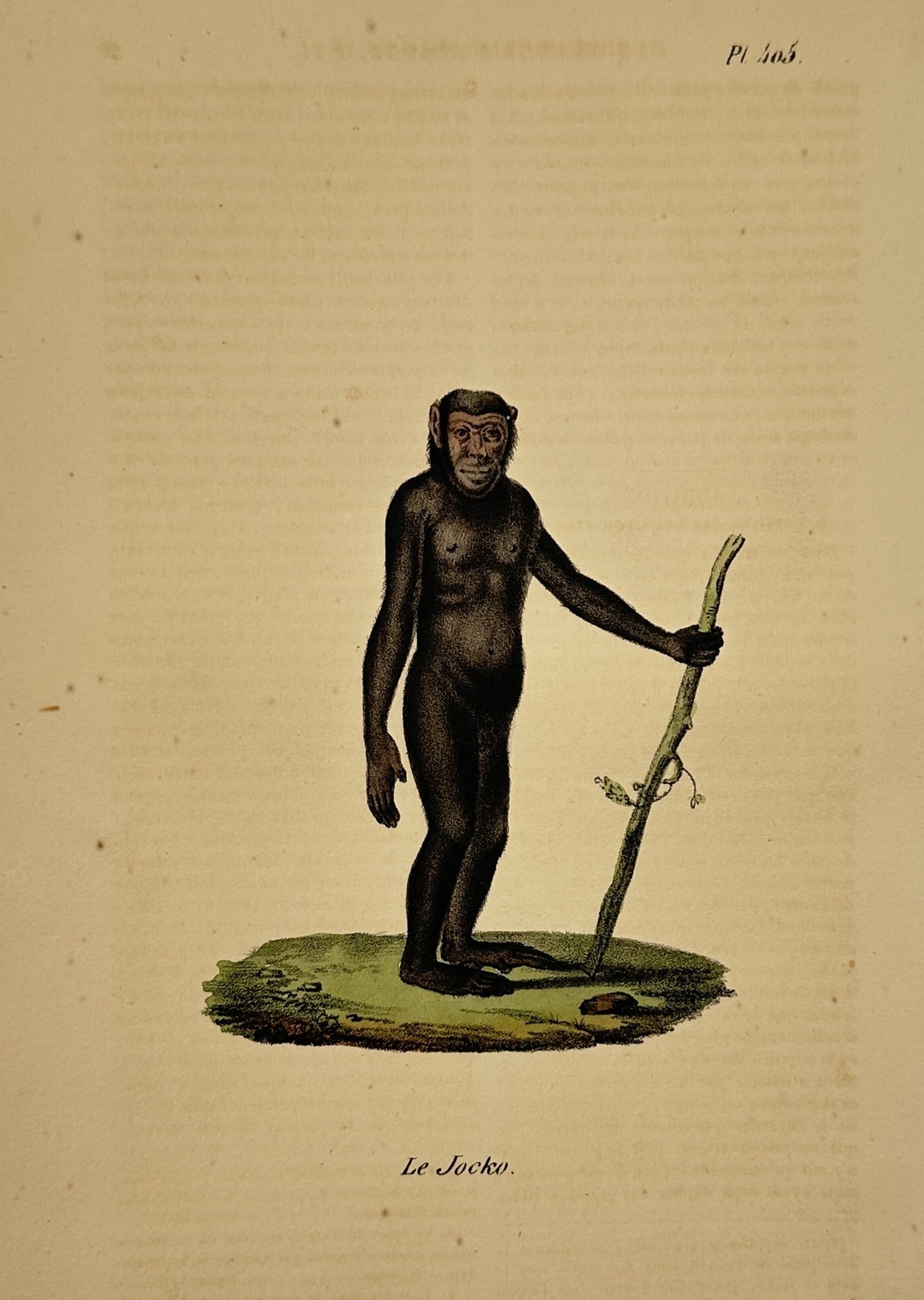 Georges-Louis Leclerc Comte de Buffon – Chimpanzee – Lithograph (19th Century) (1 of 2)