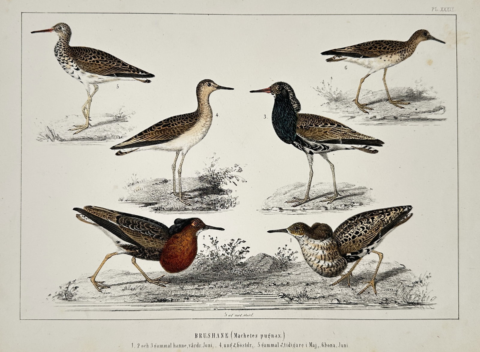 Peter Akerlund (1833-1911) – Ruff – Lithograph (1859) (1 of 2)