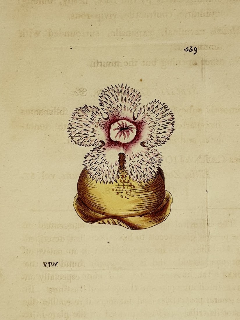 Frederick Polydore Nodder – Study of a Sea Anemone - Engraving (1805): "Actinia" illustrates a single sea anemone with a cylindrical body and a crown of numerous fine tentacles radiating from a central oral disc. This engraving is a hand-coloured copper engraving from Th