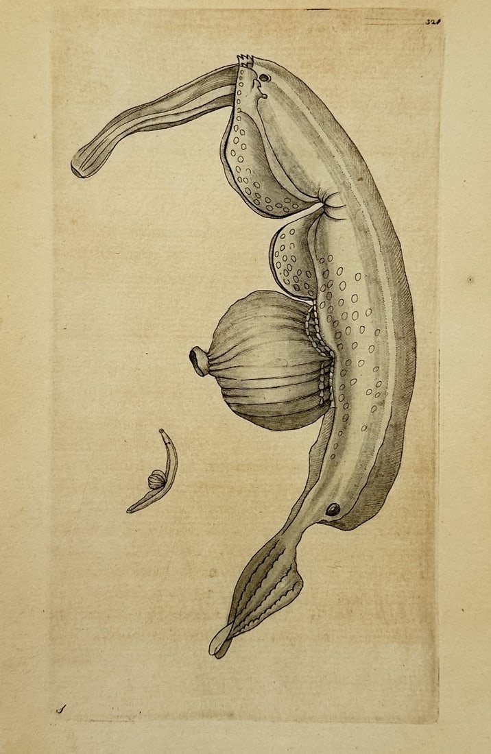 Frederick Polydore Nodder – Study of a Marine Eel - Engraving (1805) (1 of 2)
