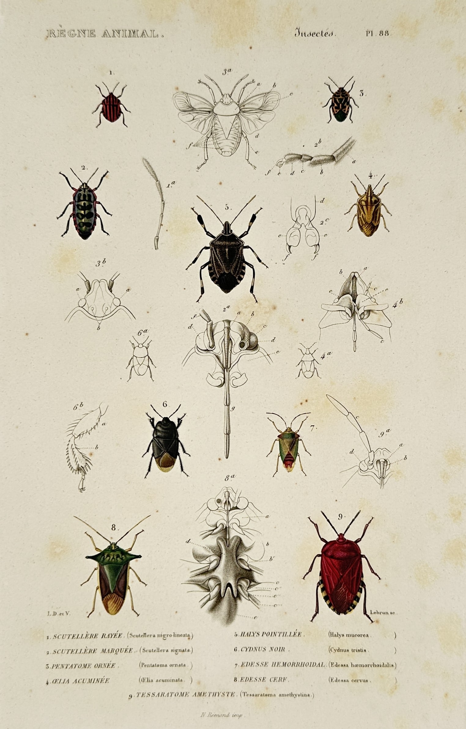 Georges Cuvier – Studies of Shield Bugs and Stink Bugs - Engraving (1836 –1849) (1 of 2)