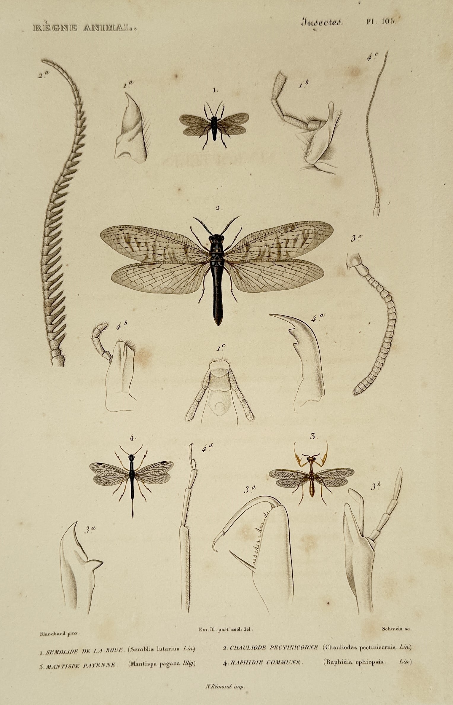 Georges Cuvier – Studies of Alderflies and Snakeflies - Engraving (1836 –1849) (1 of 2)