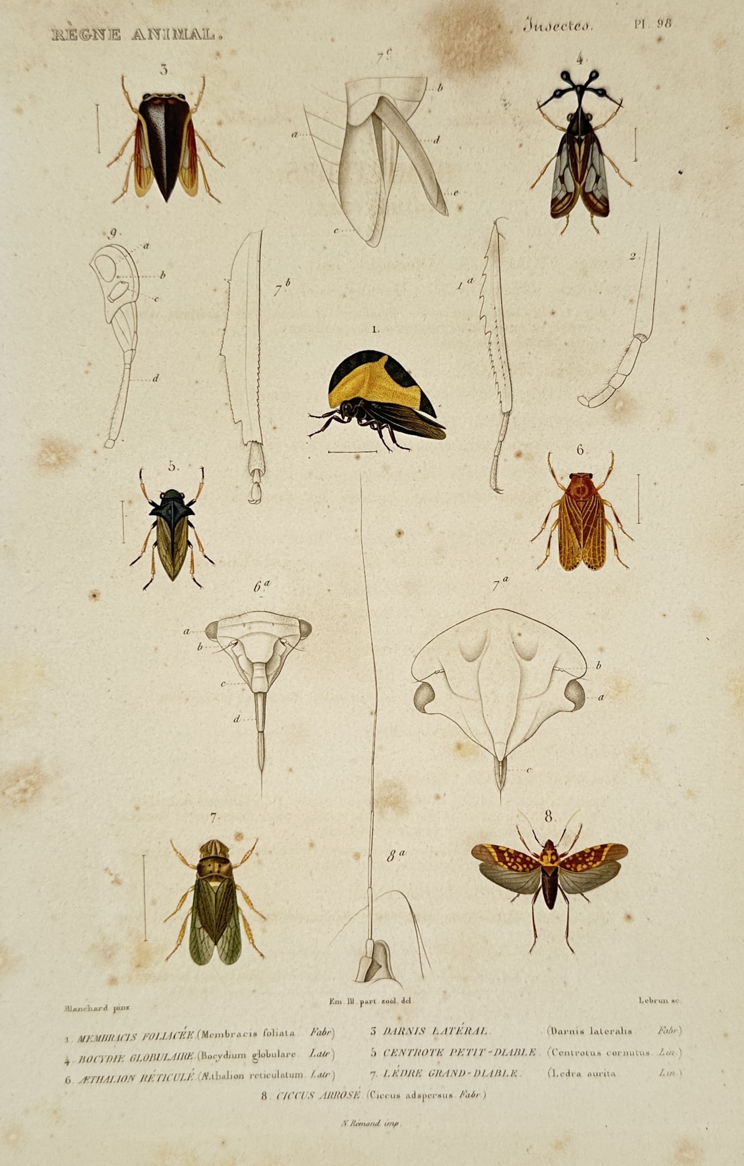 Georges Cuvier – Studies of Treehoppers and Cicadas - Engraving (1836 –1849) (1 of 2)