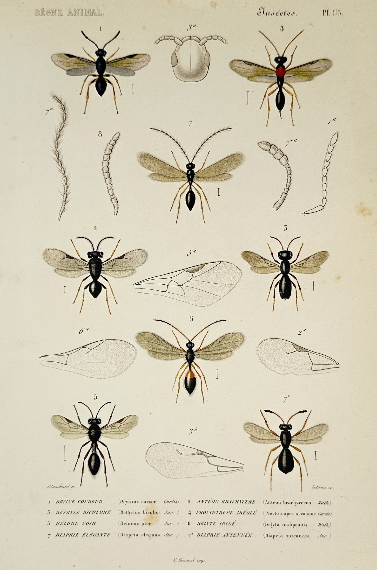 Georges Cuvier – Studies of Parasitic Wasps and Hymenopterous Insects - Engraving (1836 –1849) (1 of 2)