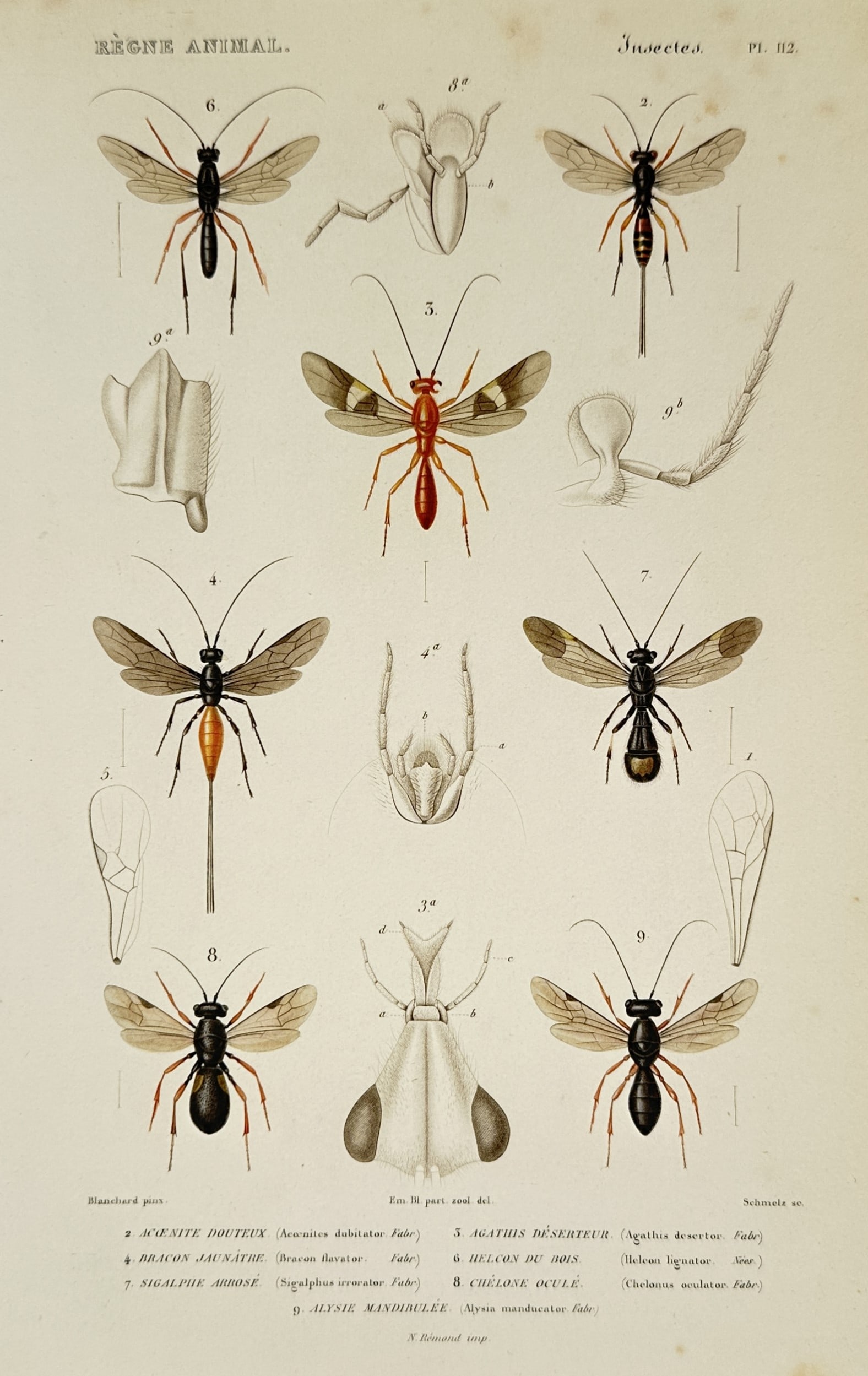 Georges Cuvier – Studies of Braconid and Ichneumonid Wasps - Engraving (1836 –1849) (1 of 2)
