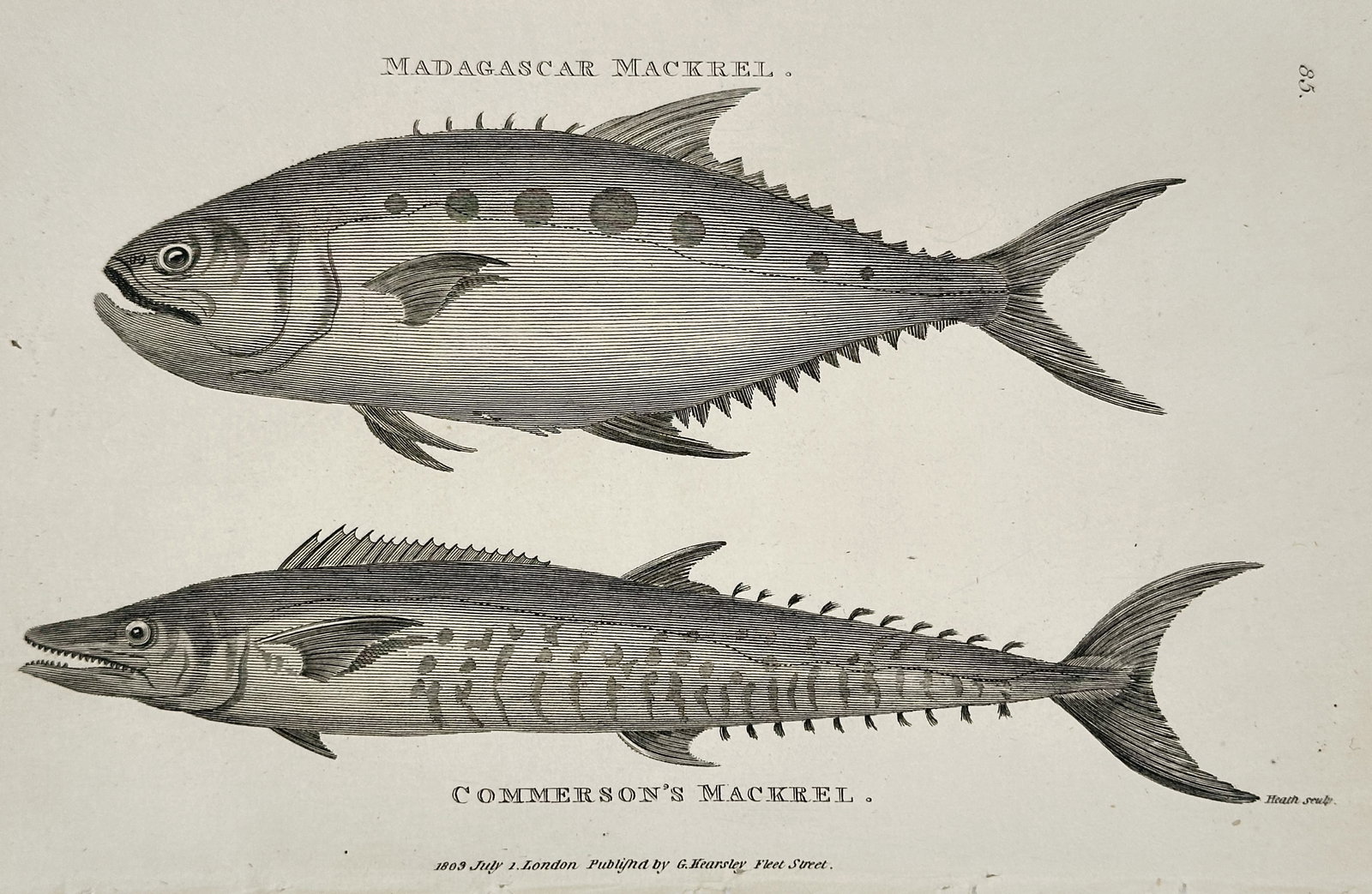 George Shaw (1751–1813) – Portrait of Commerson’s Mackerel and Madagascar Mackerel – (1 of 2)