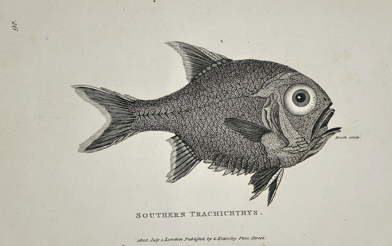George Shaw (1751–1813) – Portrait of a Southern Trachichthys – Engraving (1803): "Southern Trachichthys" illustrates a deep-bodied fish in profile, characterized by its large, prominent eye and heavily textured, scale-covered body. The engraving captures the sharp, spiny rays of i