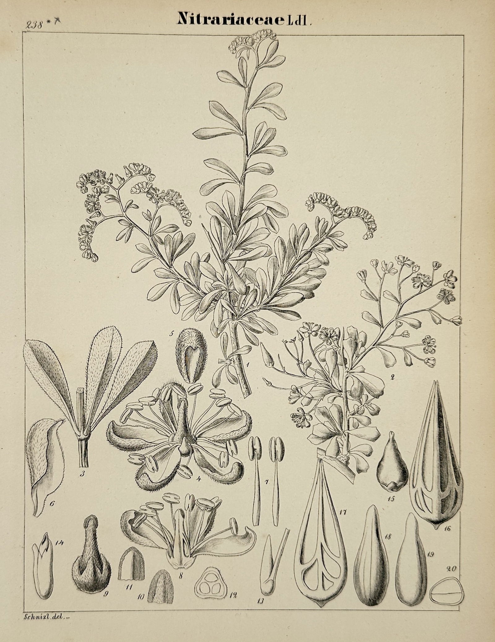 Adalbert Schnizlein (1814-1868) – Nitrariaceae family – Lithograph (1843-1870) (1 of 2)