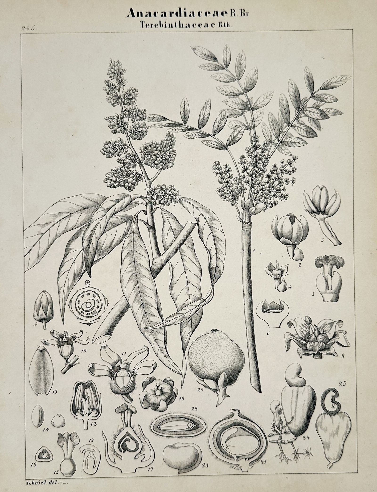 Adalbert Schnizlein (1814-1868) – Cashew and Turpentine Tree Families – Lithograph (1 of 2)