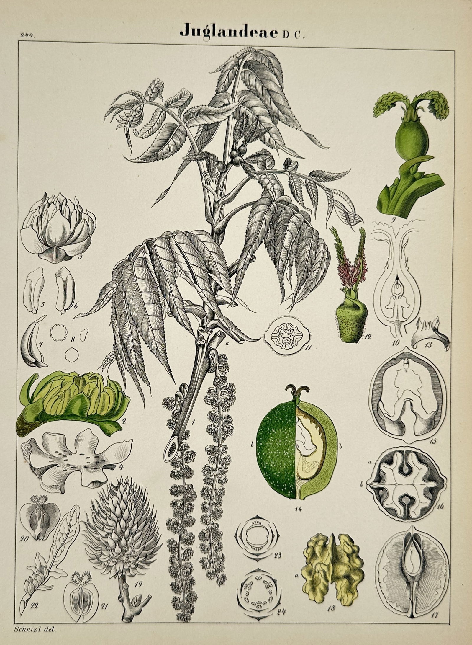 Adalbert Schnizlein (1814-1868) – Walnut Family – Hand-coloured lithograph (1843-1870) (1 of 2)