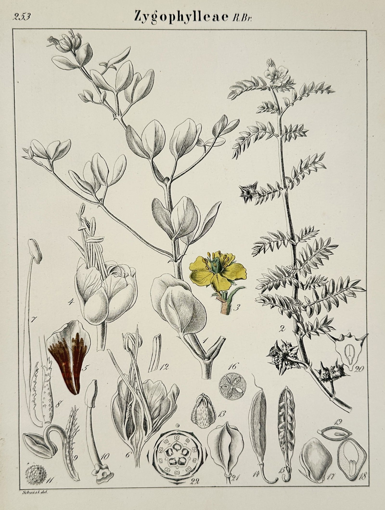 Adalbert Schnizlein (1814-1868) – Caltrop Family – Hand-coloured lithograph (1843-1870) (1 of 2)