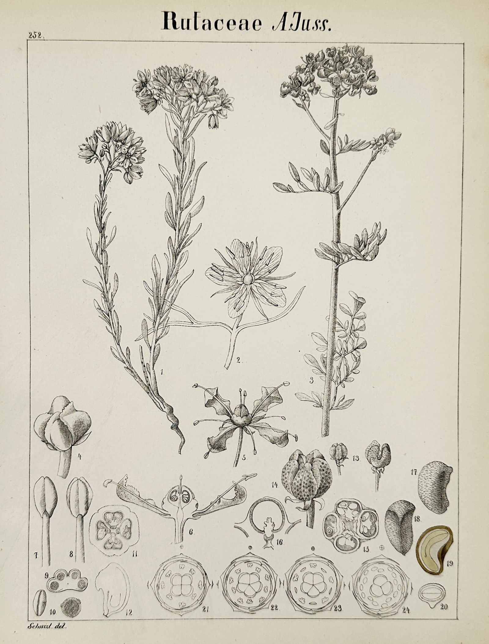 Adalbert Schnizlein (1814-1868) – Rue Family – Hand-coloured lithograph (1843-1870) (1 of 2)